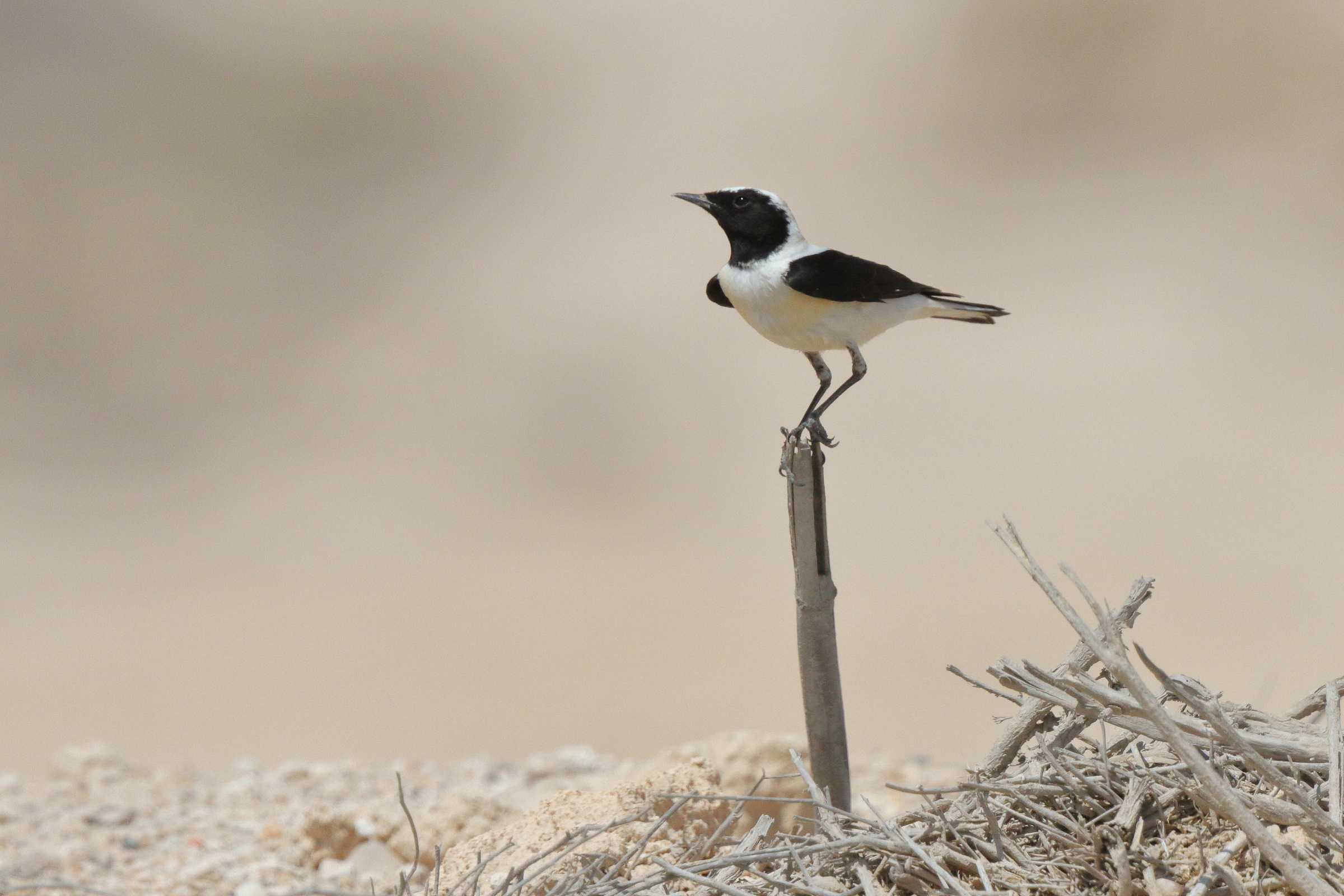 Eastern Black-eared Wheatear. Qatar, 17 March 2013 © Neil G. Morris.