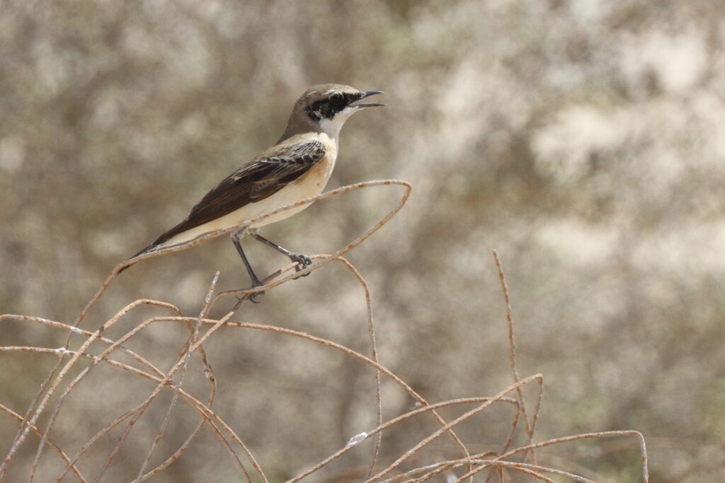 Eastern Black-eared Wheatear. Qatar, 17 March 2013 © Neil G. Morris.