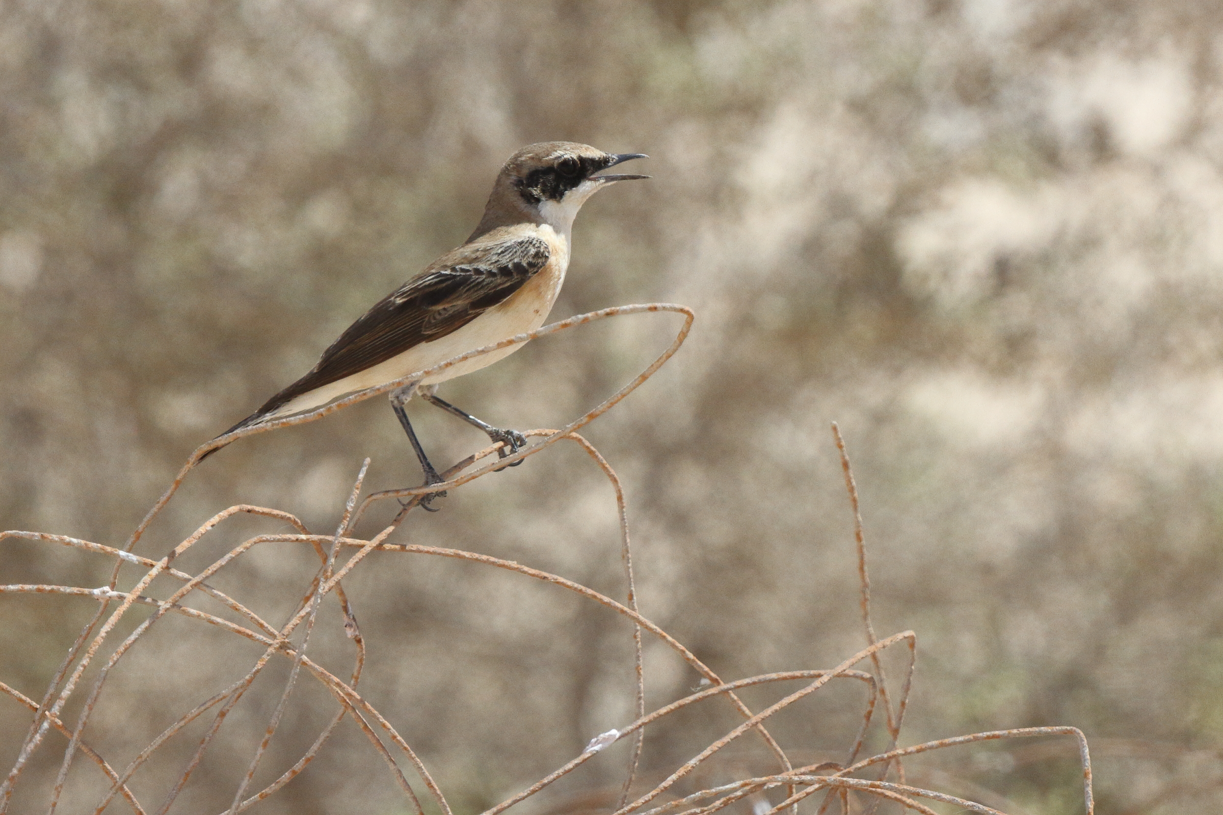 Eastern Black-eared Wheatear. Qatar, 17 March 2013 © Neil G. Morris.