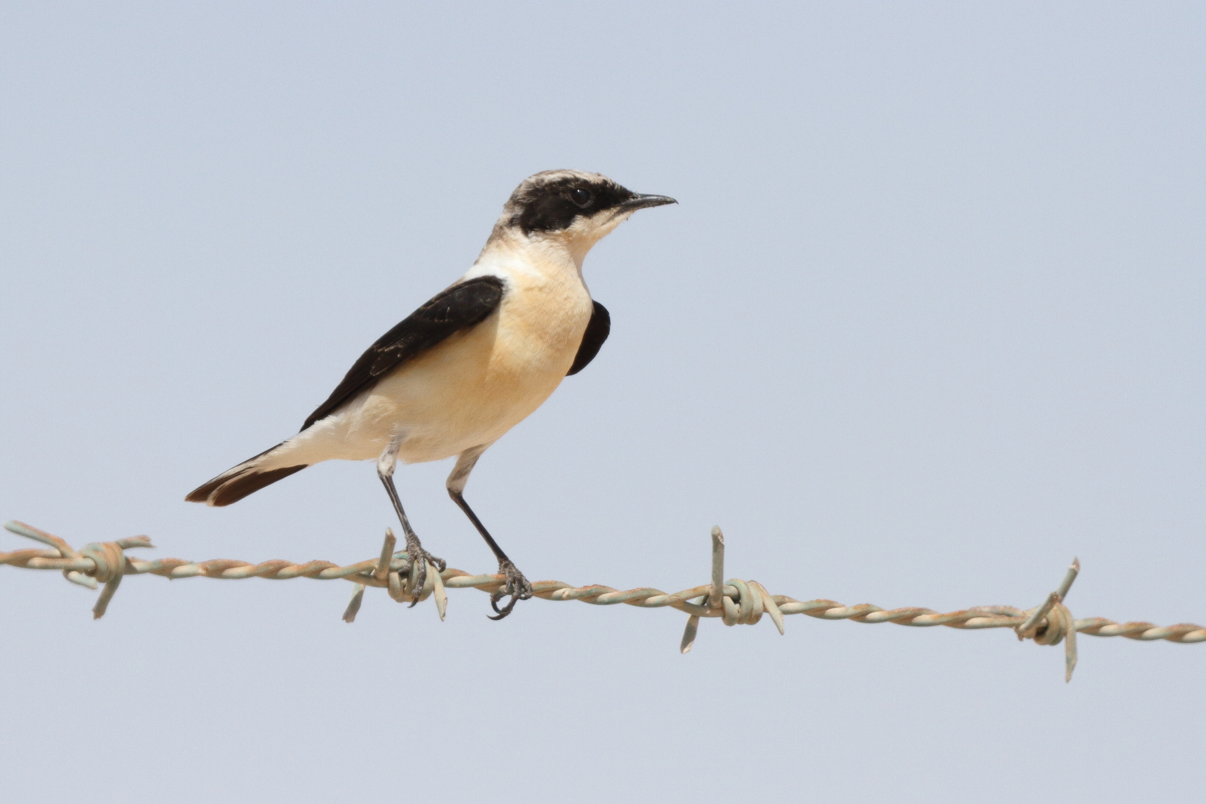 Eastern Black-eared Wheatear. Qatar, 17 March 2013 © Neil G. Morris.