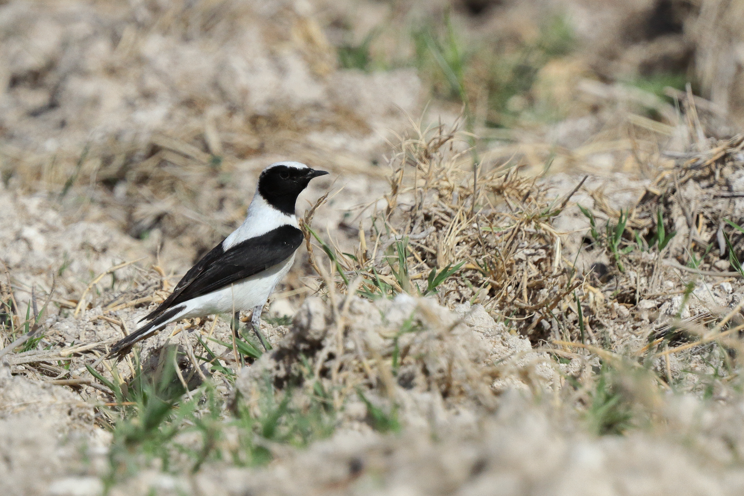 Eastern Black-eared Wheatear. Qatar, 17 March 2013 © Neil G. Morris.