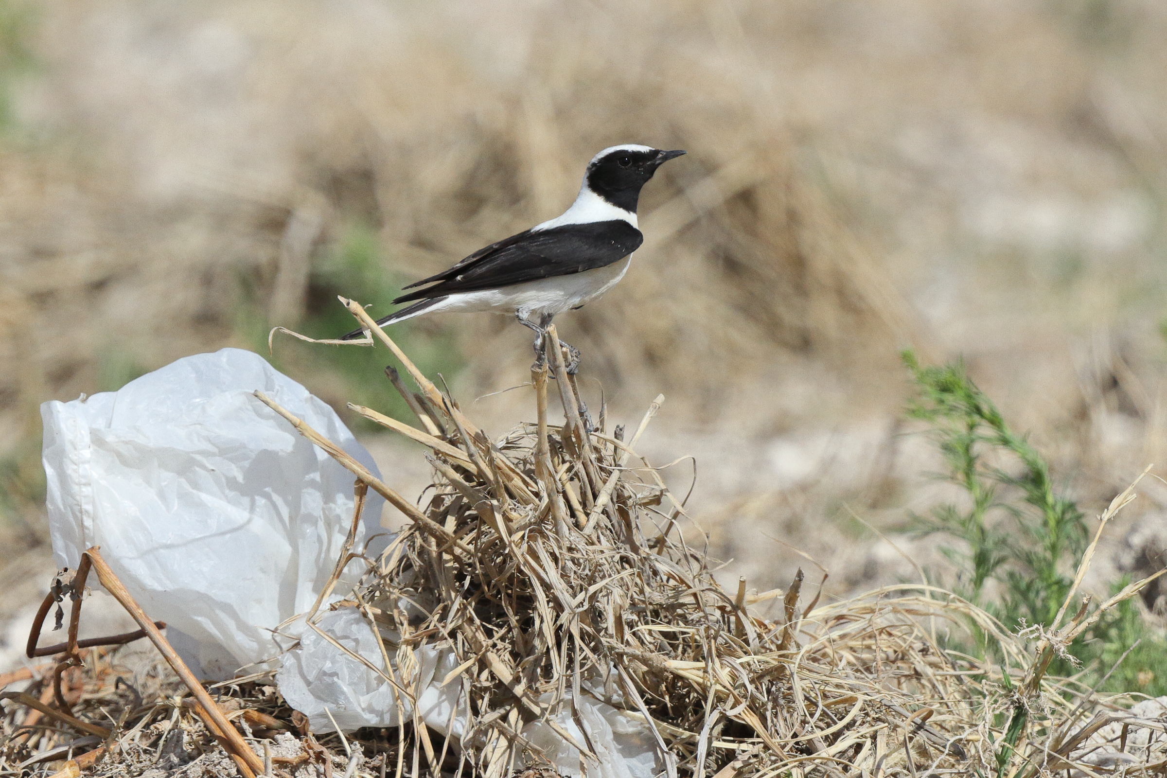 Eastern Black-eared Wheatear. Qatar, 17 March 2013 © Neil G. Morris.
