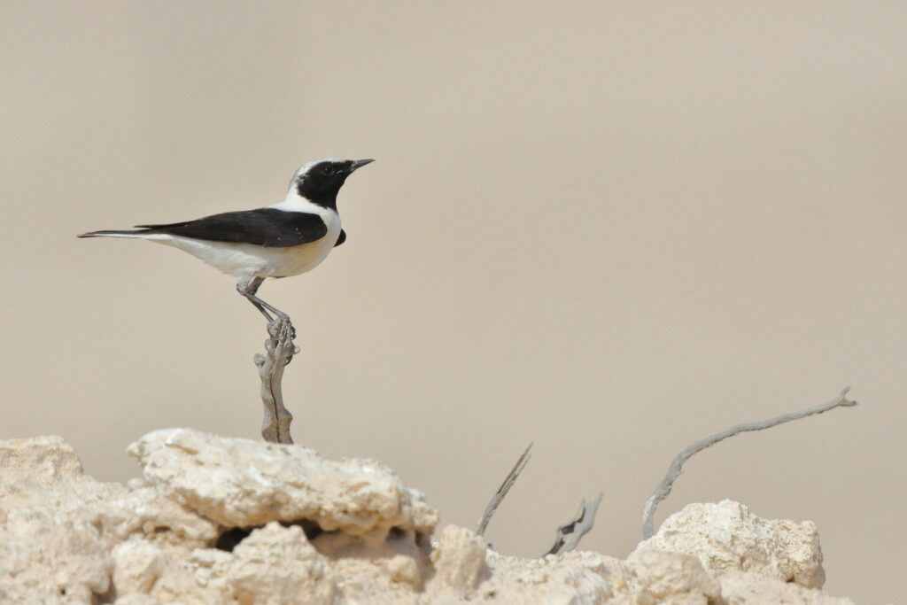 Eastern Black-eared Wheatear. Qatar, 17 March 2013 © Neil G. Morris.