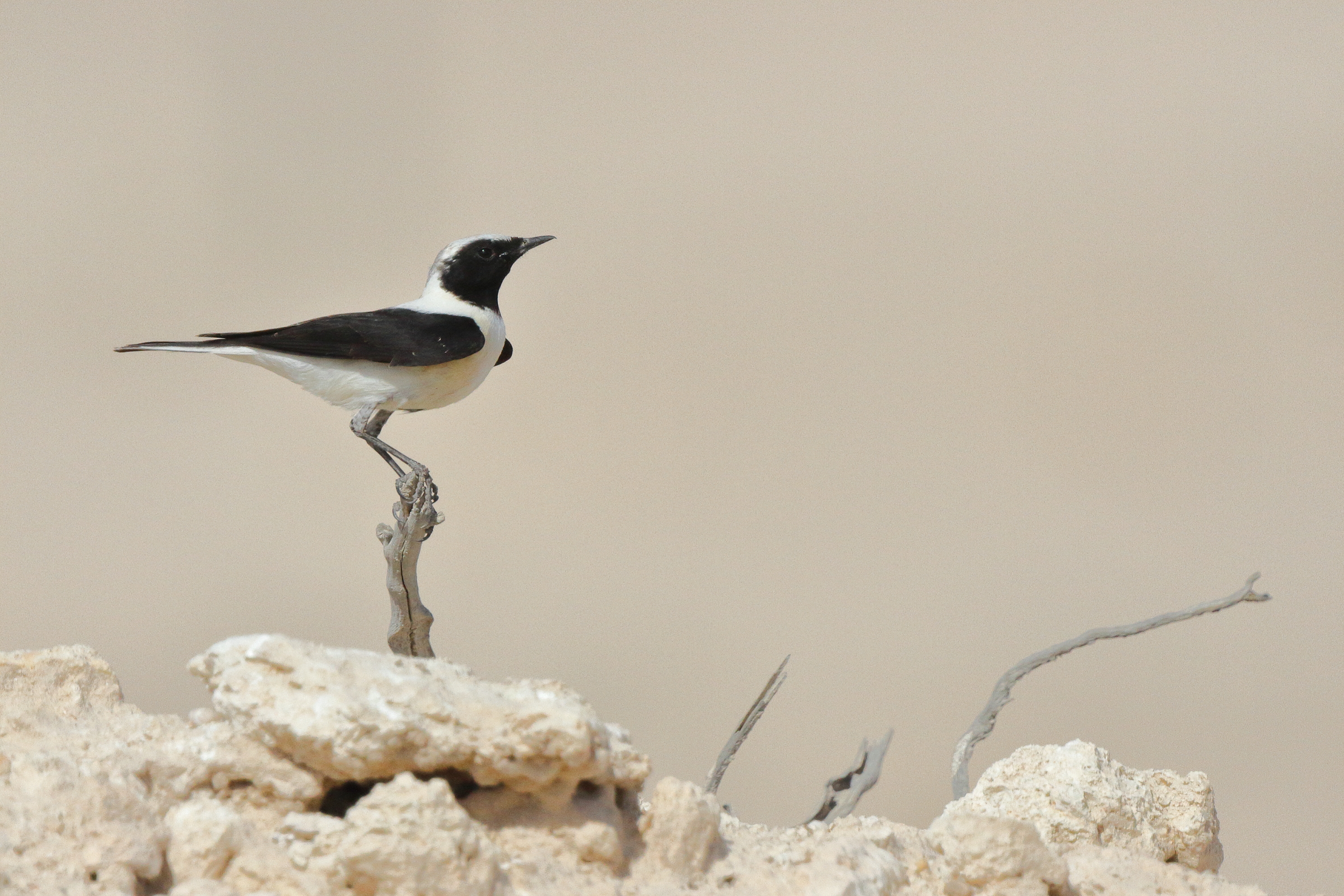 Eastern Black-eared Wheatear. Qatar, 17 March 2013 © Neil G. Morris.