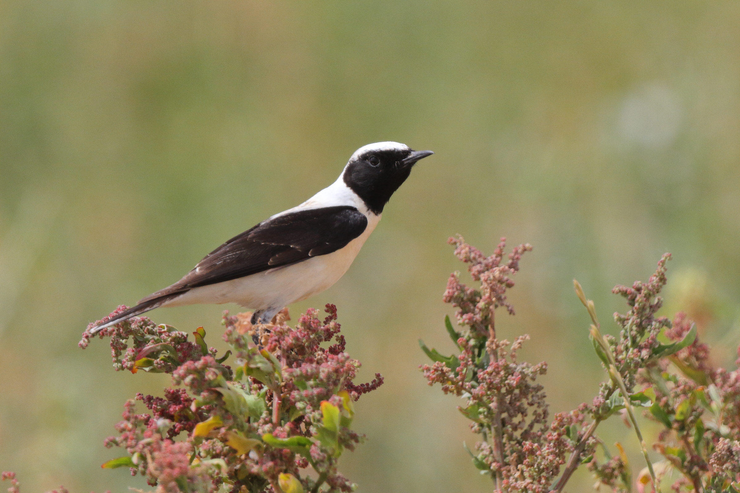 Eastern Black-eared Wheatear. Qatar, 20 March 2013 © Neil G. Morris.