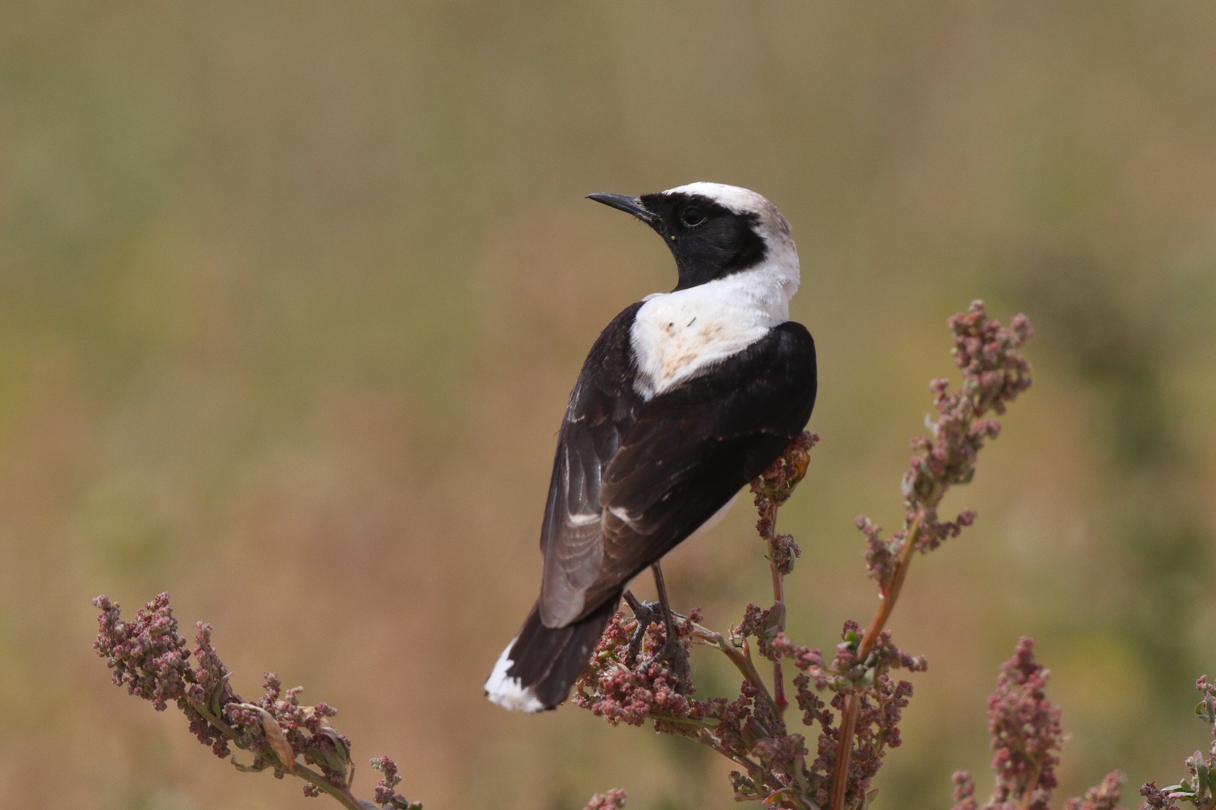 Eastern Black-eared Wheatear. Qatar, 20 March 2013 © Neil G. Morris.