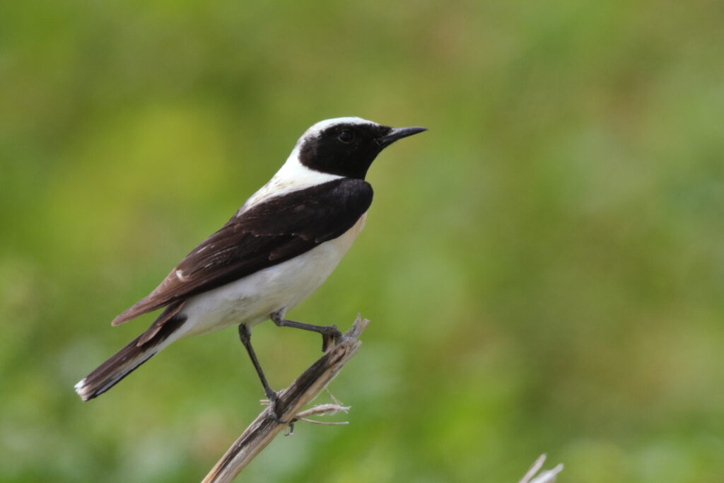 Eastern Black-eared Wheatear. Qatar, 20 March 2013 © Neil G. Morris.
