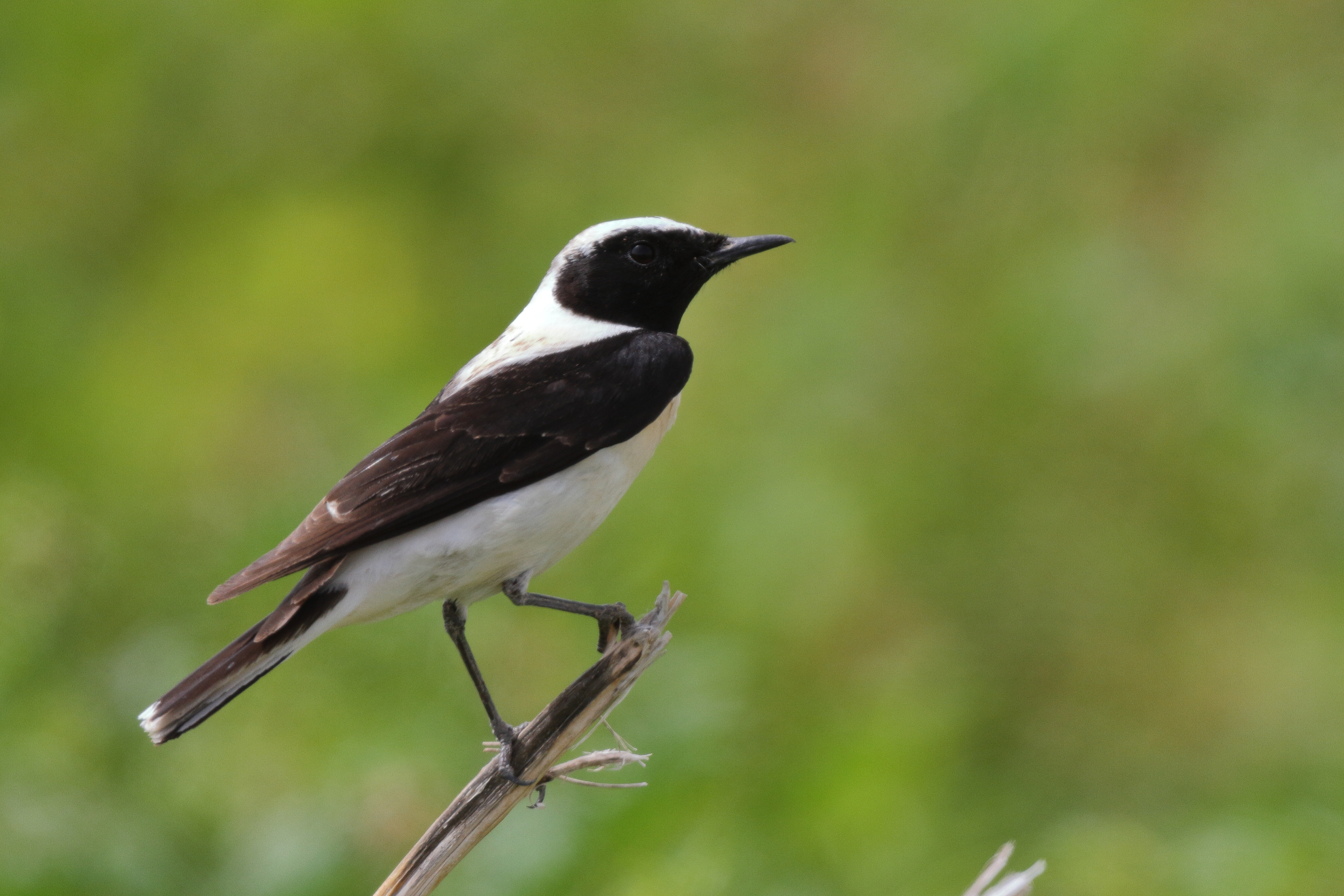 Eastern Black-eared Wheatear. Qatar, 20 March 2013 © Neil G. Morris.