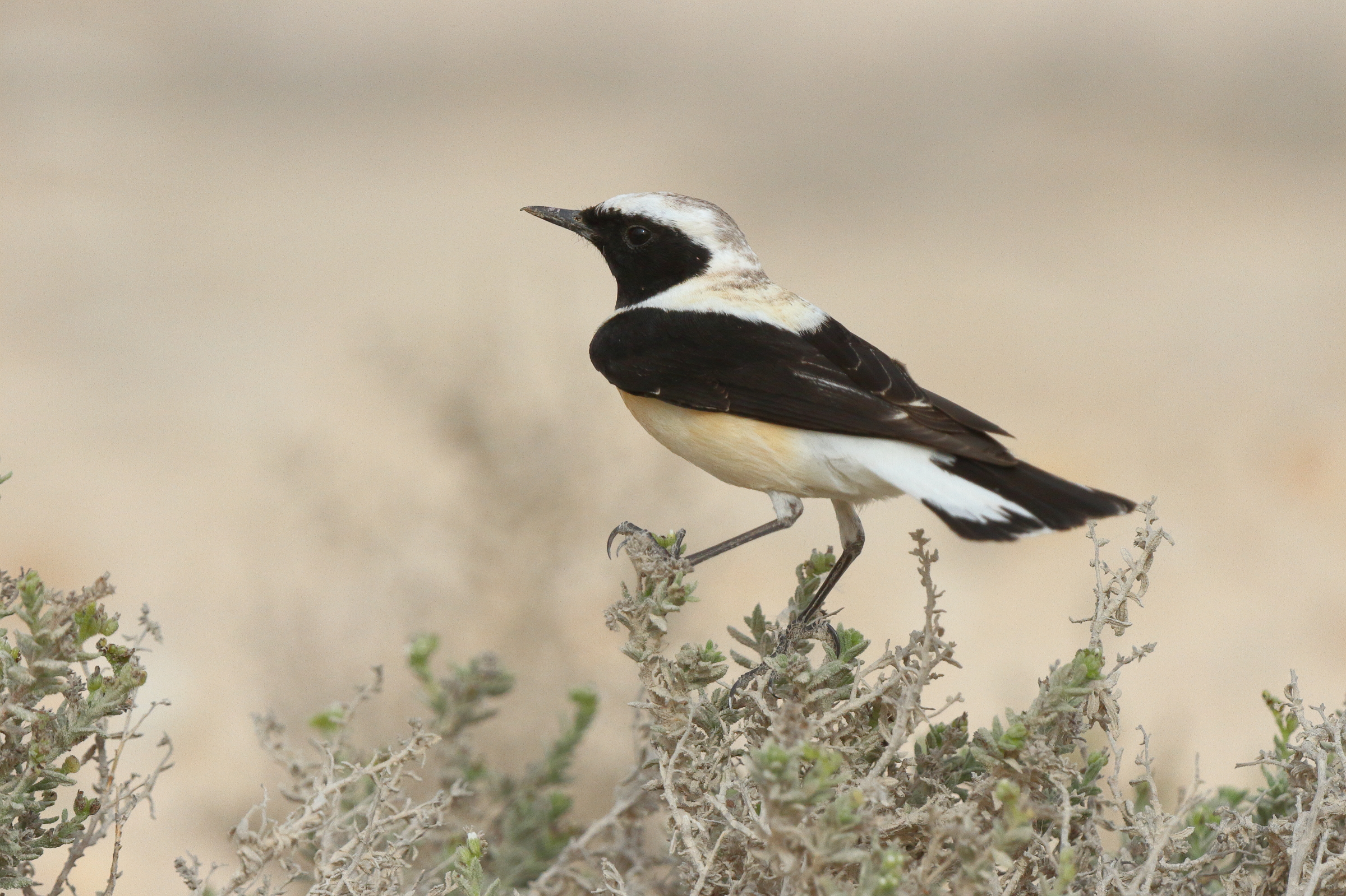 Eastern Black-eared Wheatear. Qatar, 20 March 2013 © Neil G. Morris.