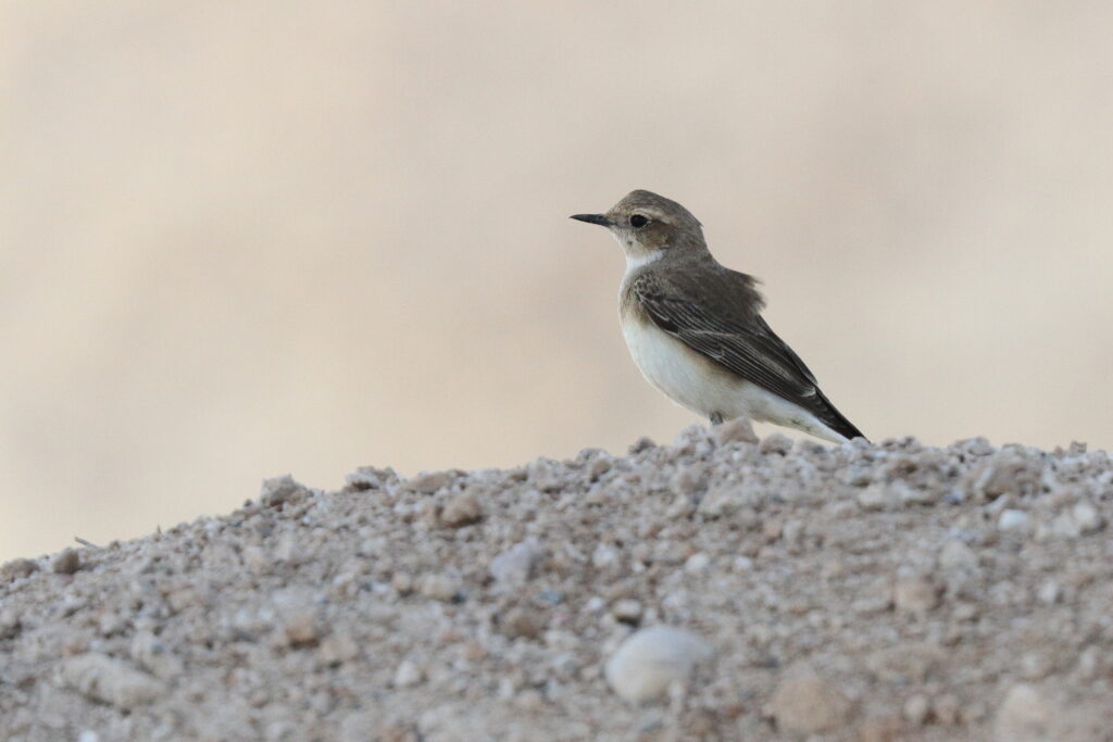 Eastern Black-eared Wheatear. Qatar, 23 March 2013 © Neil G. Morris.