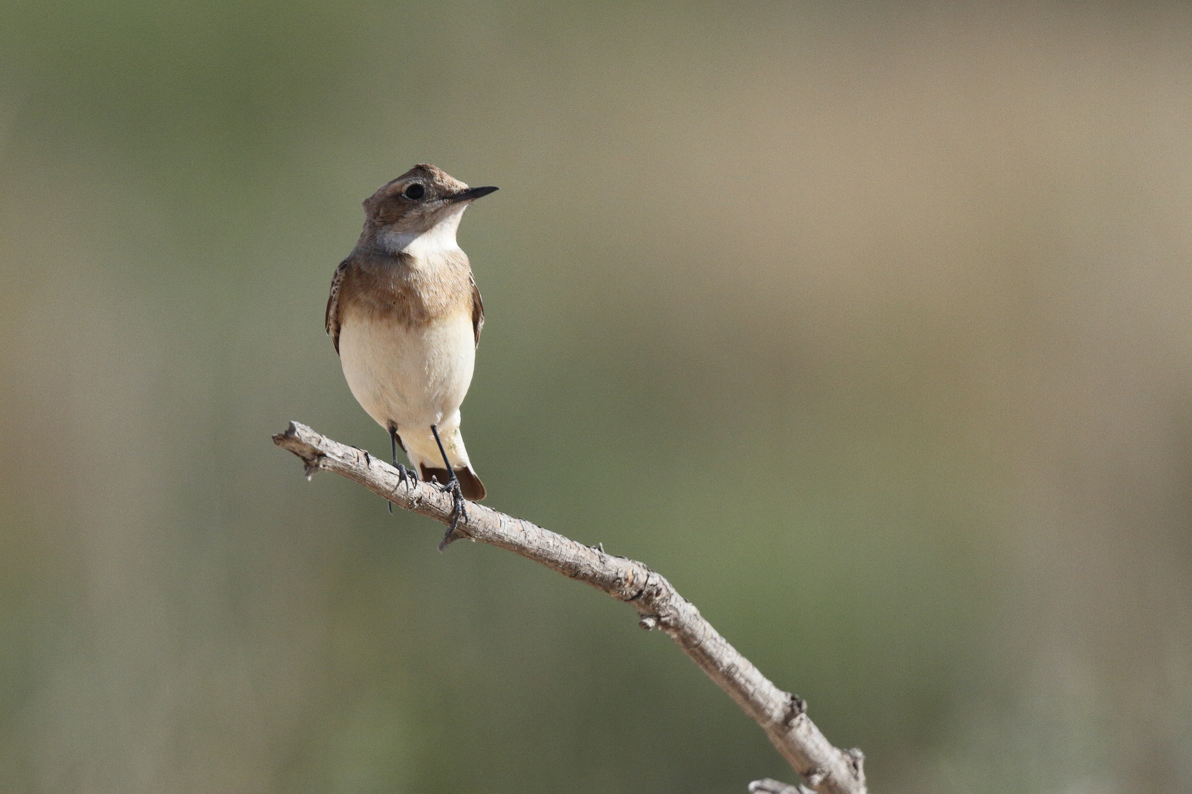 Eastern Black-eared Wheatear. Qatar, 23 March 2013 © Neil G. Morris.