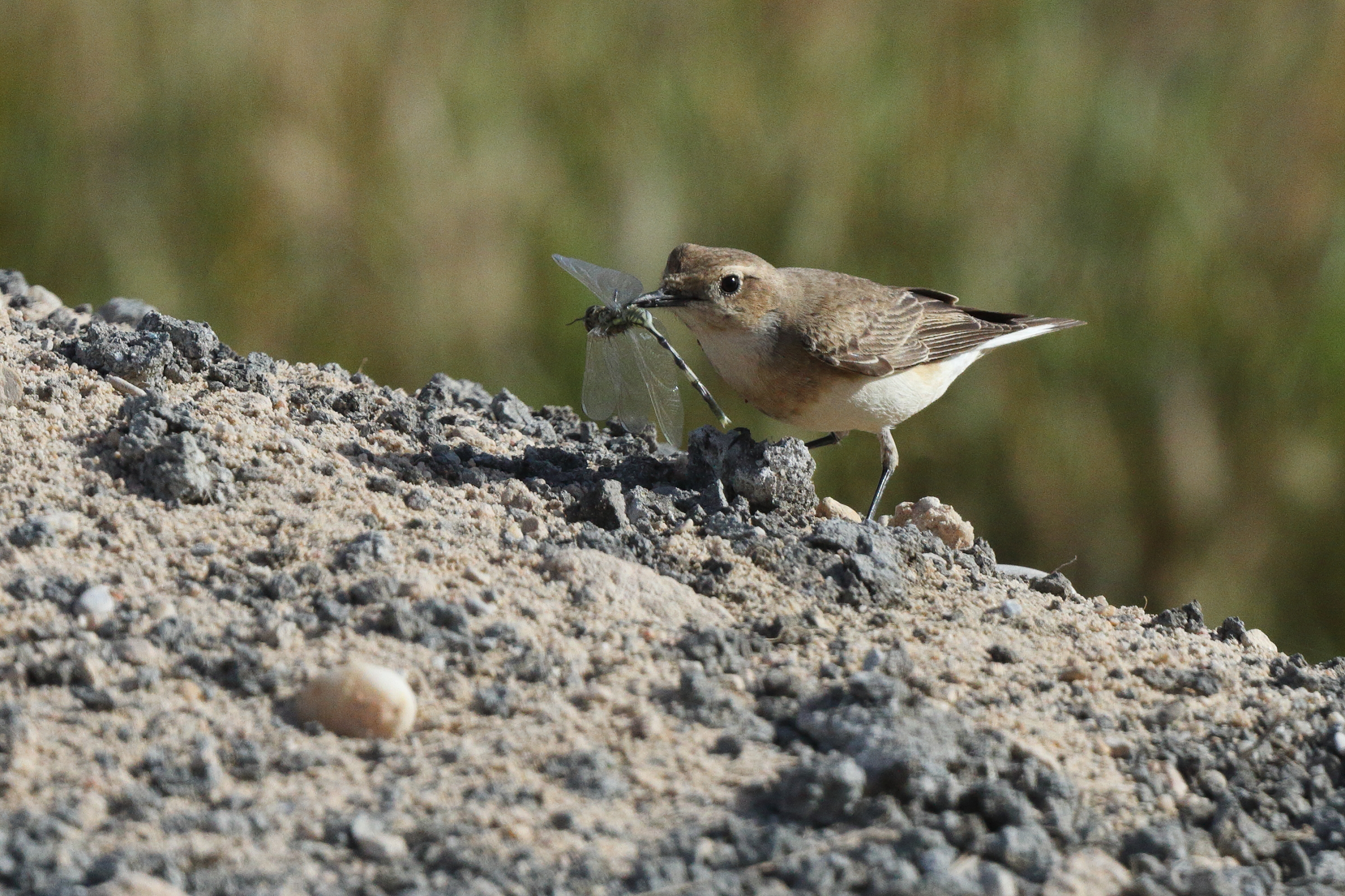 Eastern Black-eared Wheatear. Qatar, 23 March 2013 © Neil G. Morris.