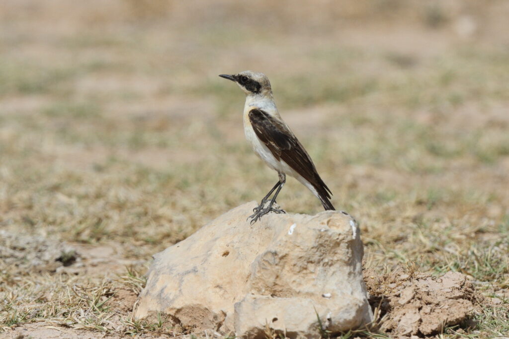 Eastern Black-eared Wheatear. Qatar, 02 April 2013 © Neil G. Morris.