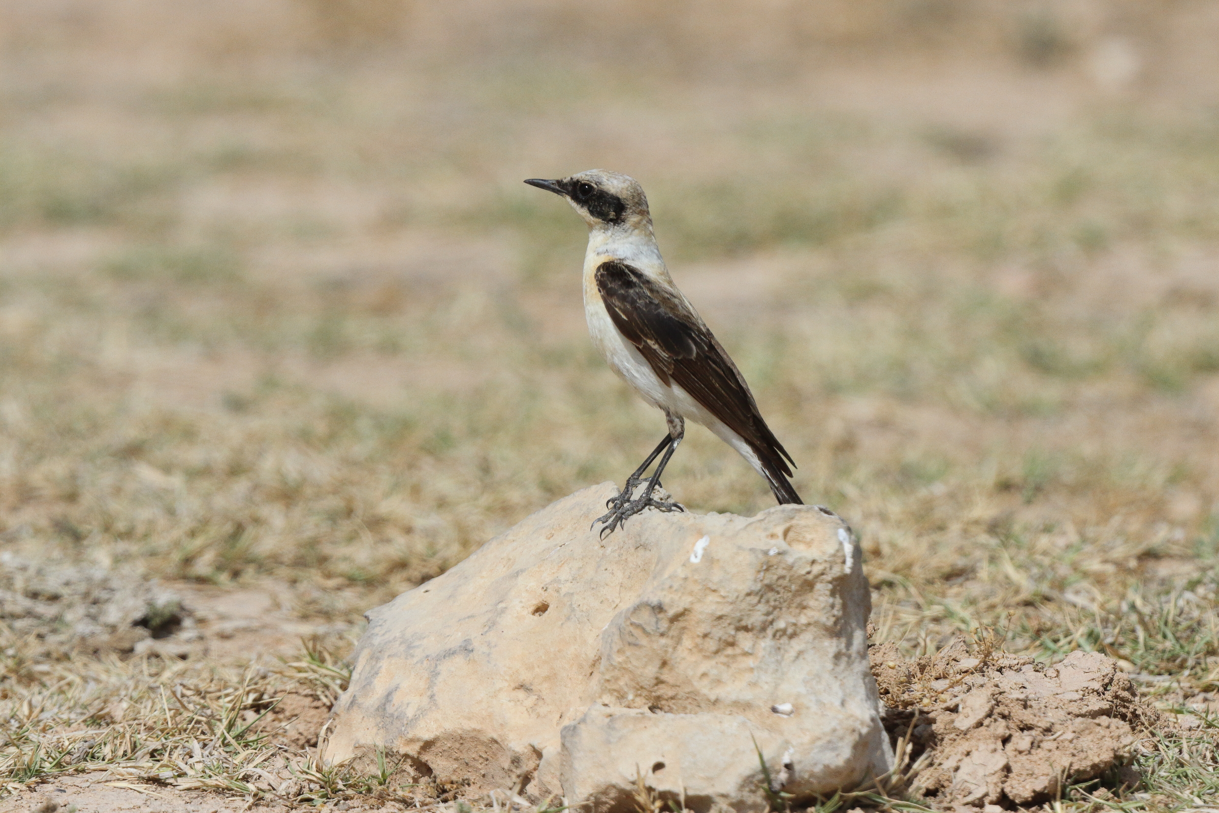 Eastern Black-eared Wheatear. Qatar, 02 April 2013 © Neil G. Morris.