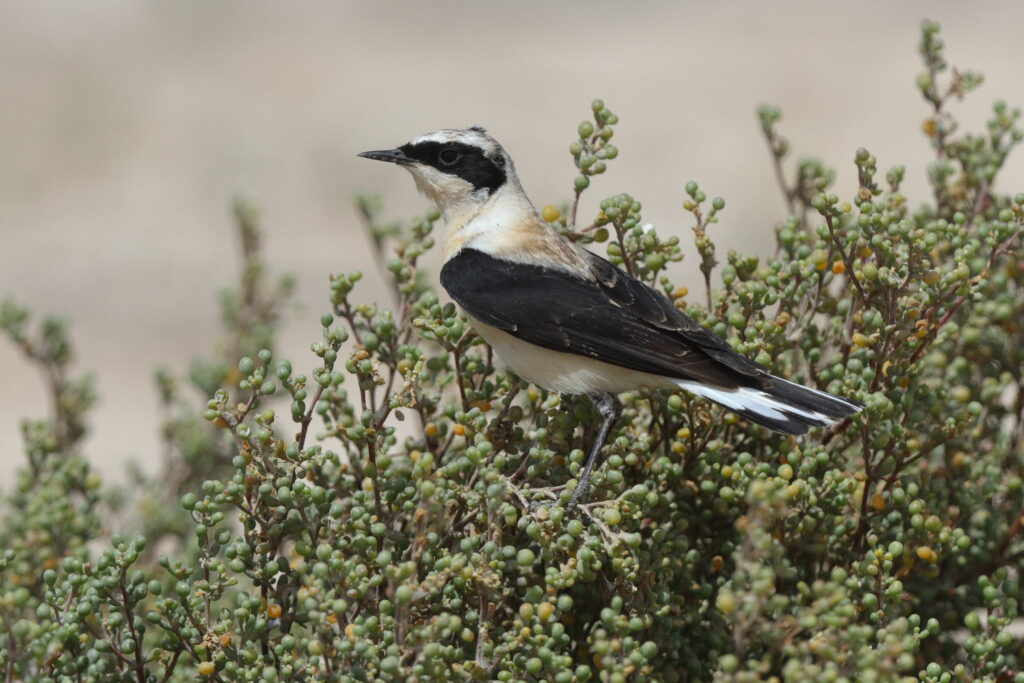 Eastern Black-eared Wheatear. Qatar, 02 April 2013 © Neil G. Morris.