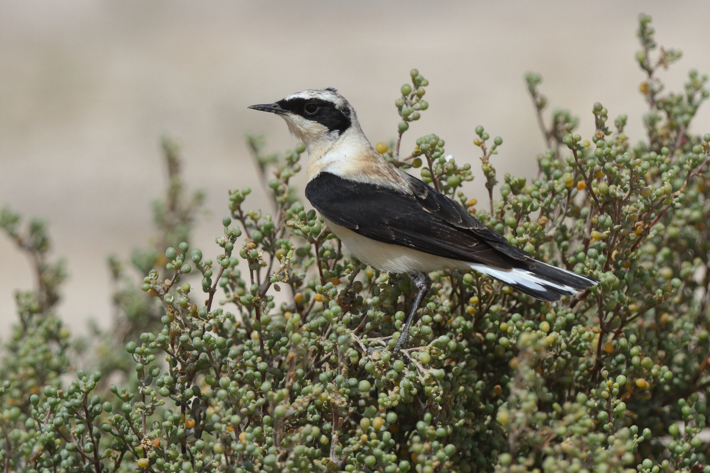 Eastern Black-eared Wheatear. Qatar, 02 April 2013 © Neil G. Morris.