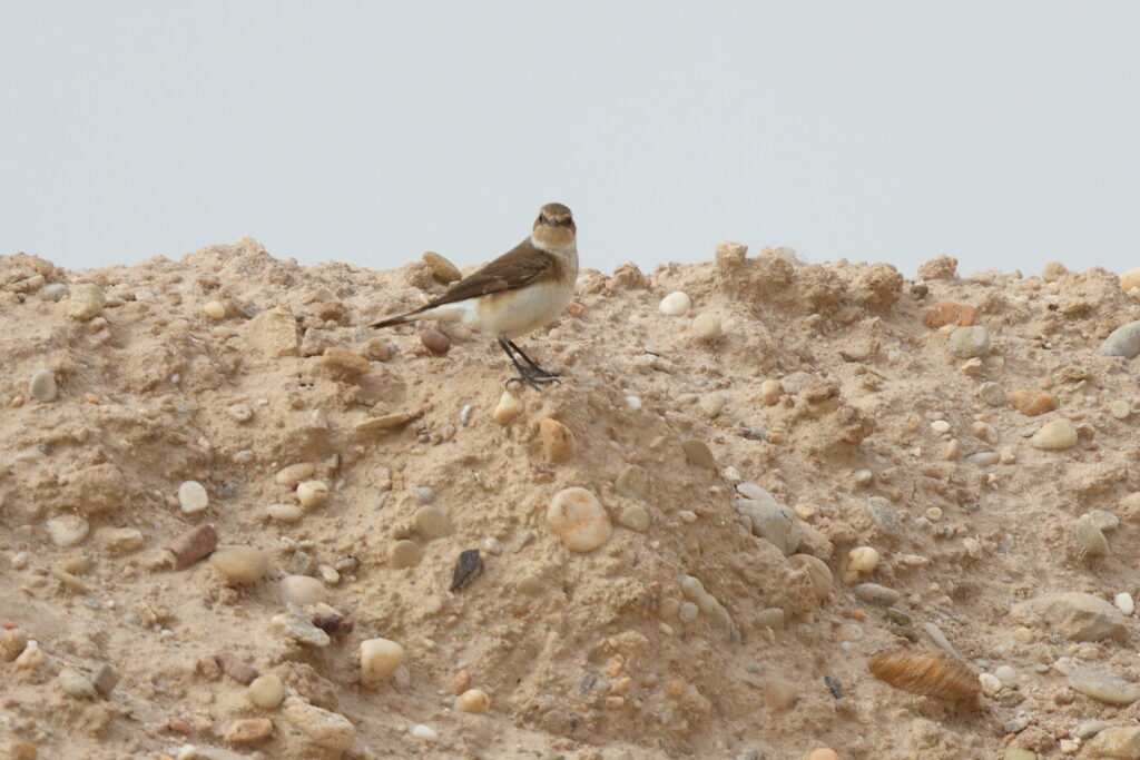 Eastern Black-eared Wheatear. Qatar, 28 April 2013 © Neil G. Morris.