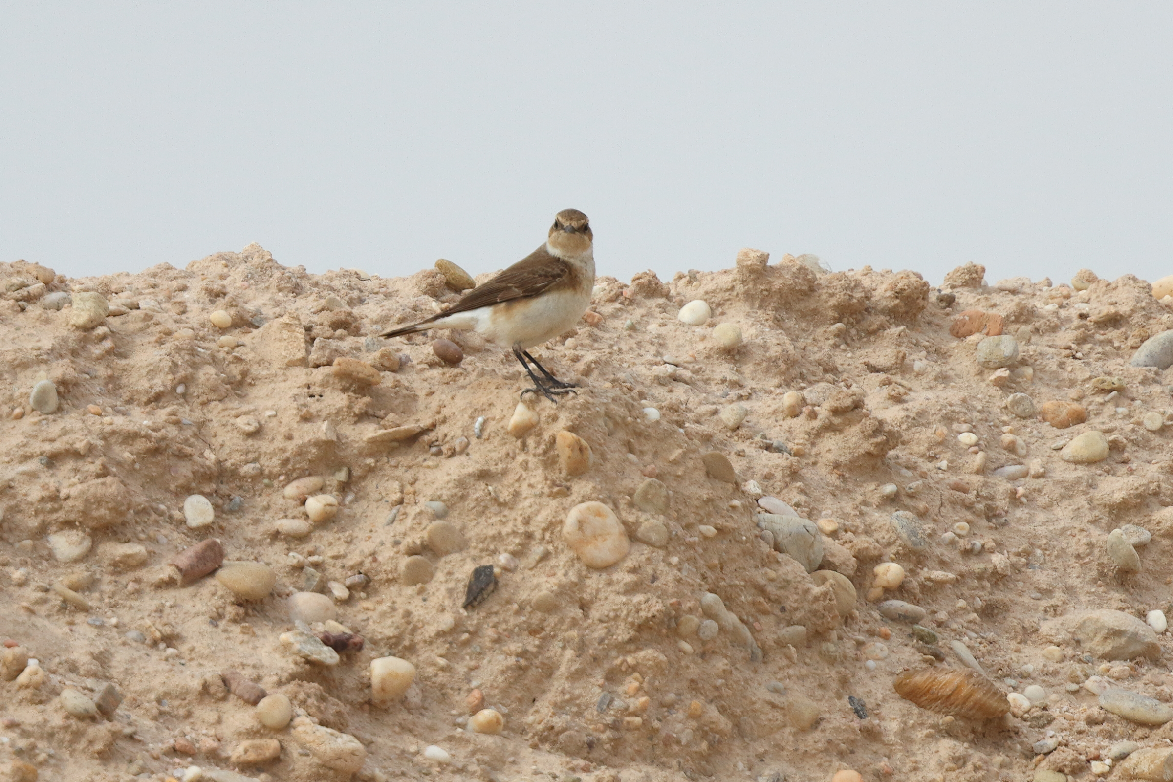 Eastern Black-eared Wheatear. Qatar, 28 April 2013 © Neil G. Morris.