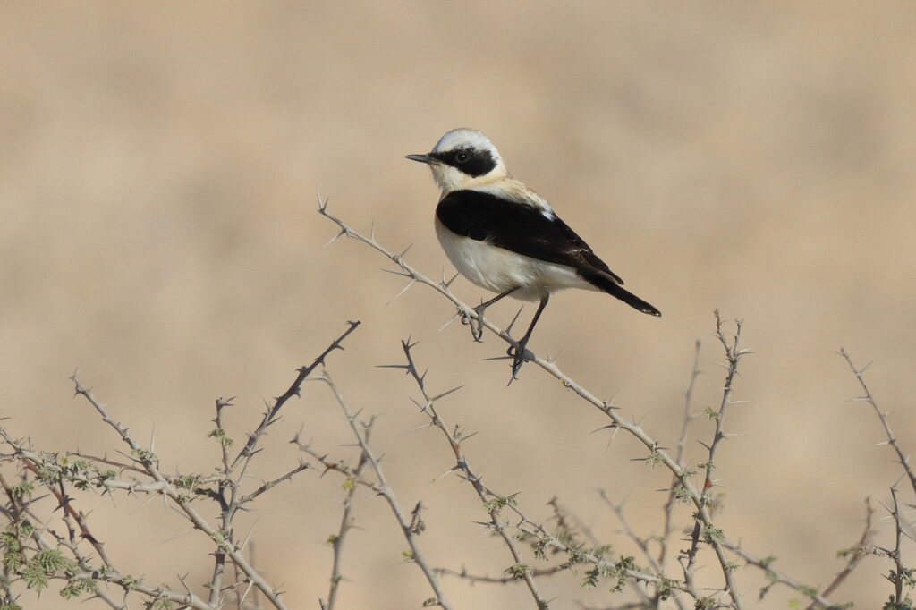 Eastern Black-eared Wheatear. Qatar, 17 March 2014 © Neil G. Morris.