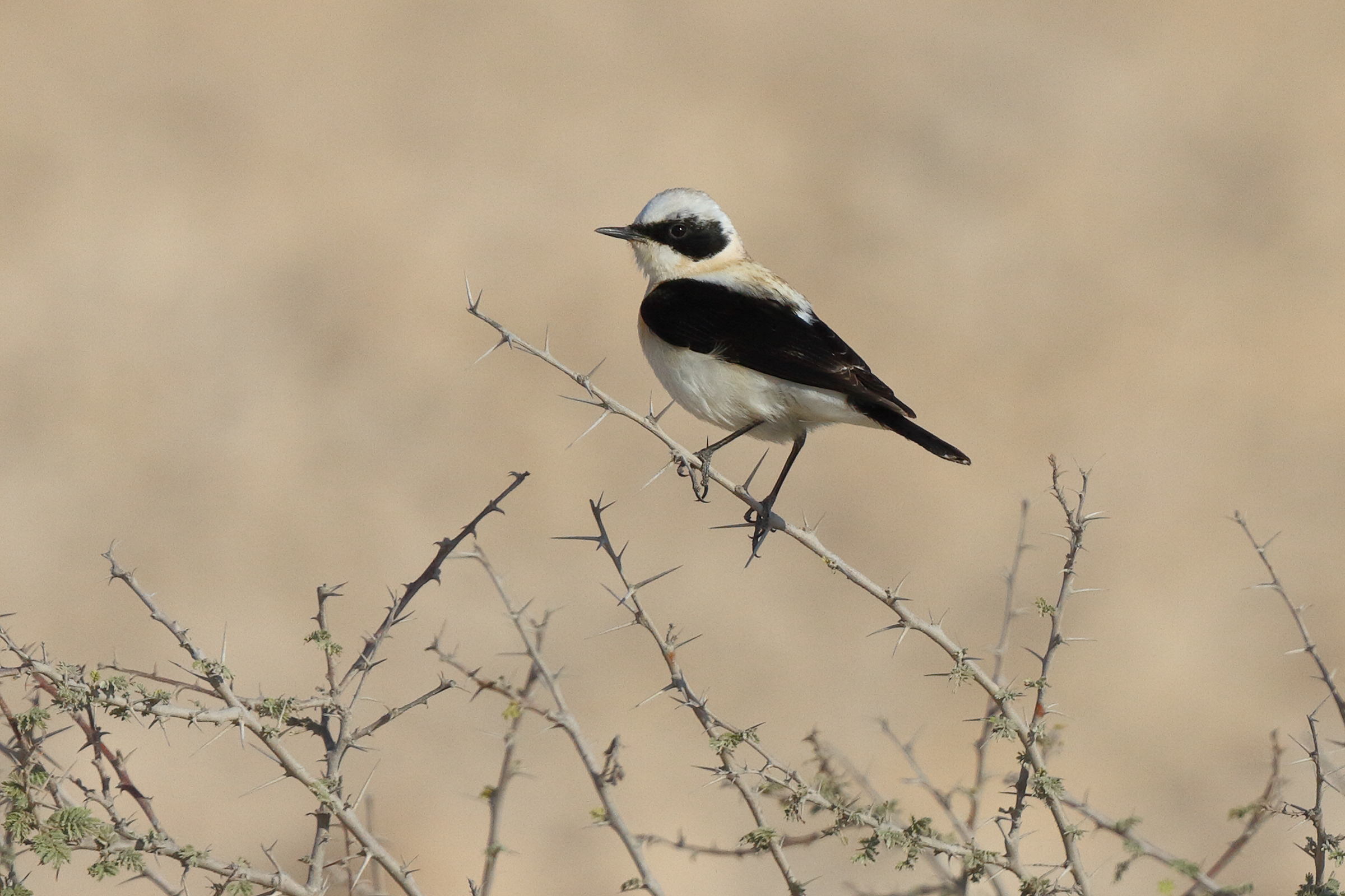 Eastern Black-eared Wheatear. Qatar, 17 March 2014 © Neil G. Morris.