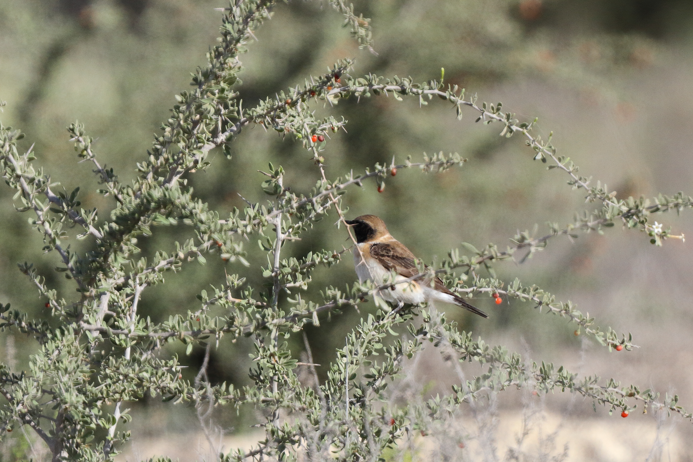Eastern Black-eared Wheatear. Qatar, 17 March 2014 © Neil G. Morris.