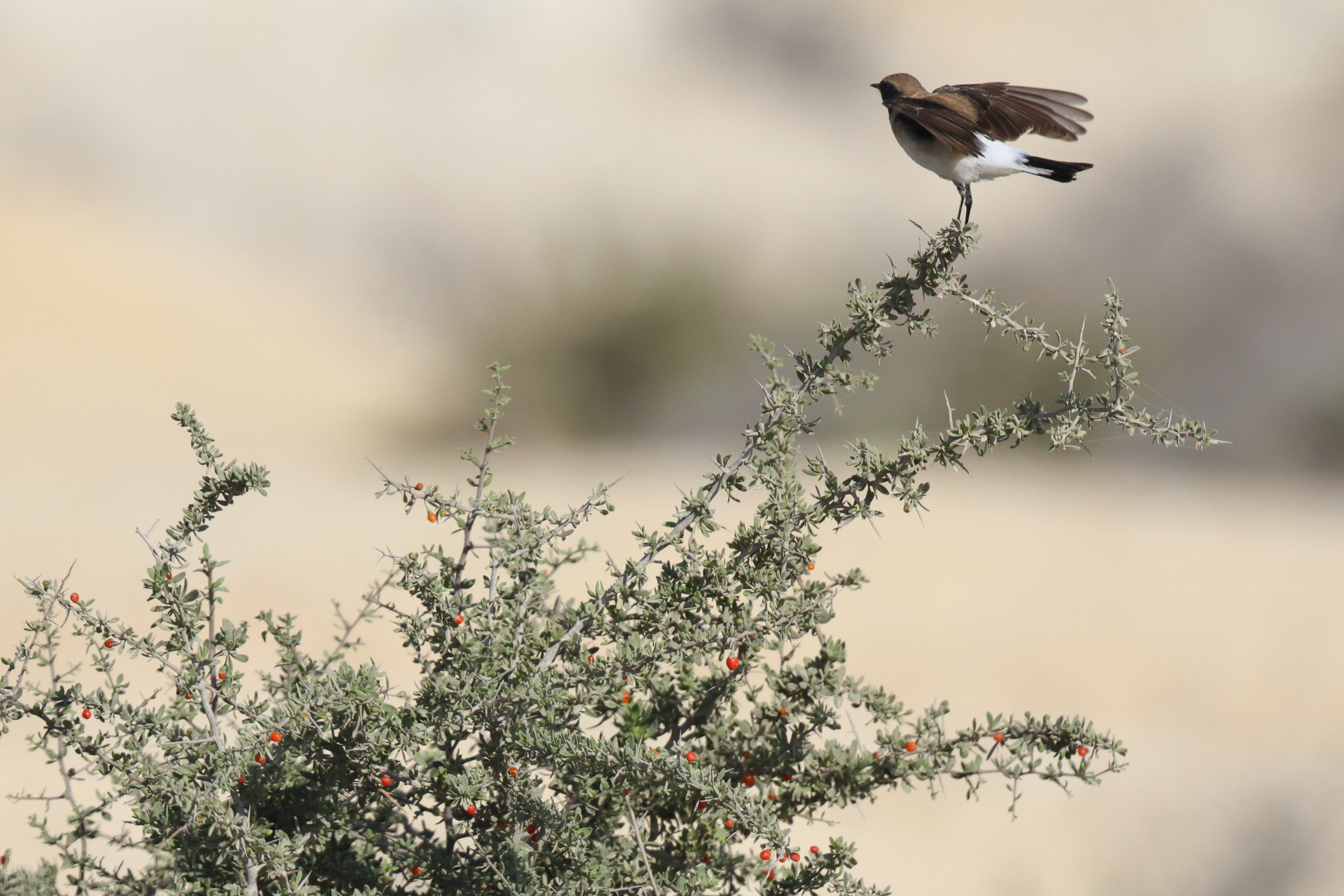 Eastern Black-eared Wheatear. Qatar, 17 March 2014 © Neil G. Morris.