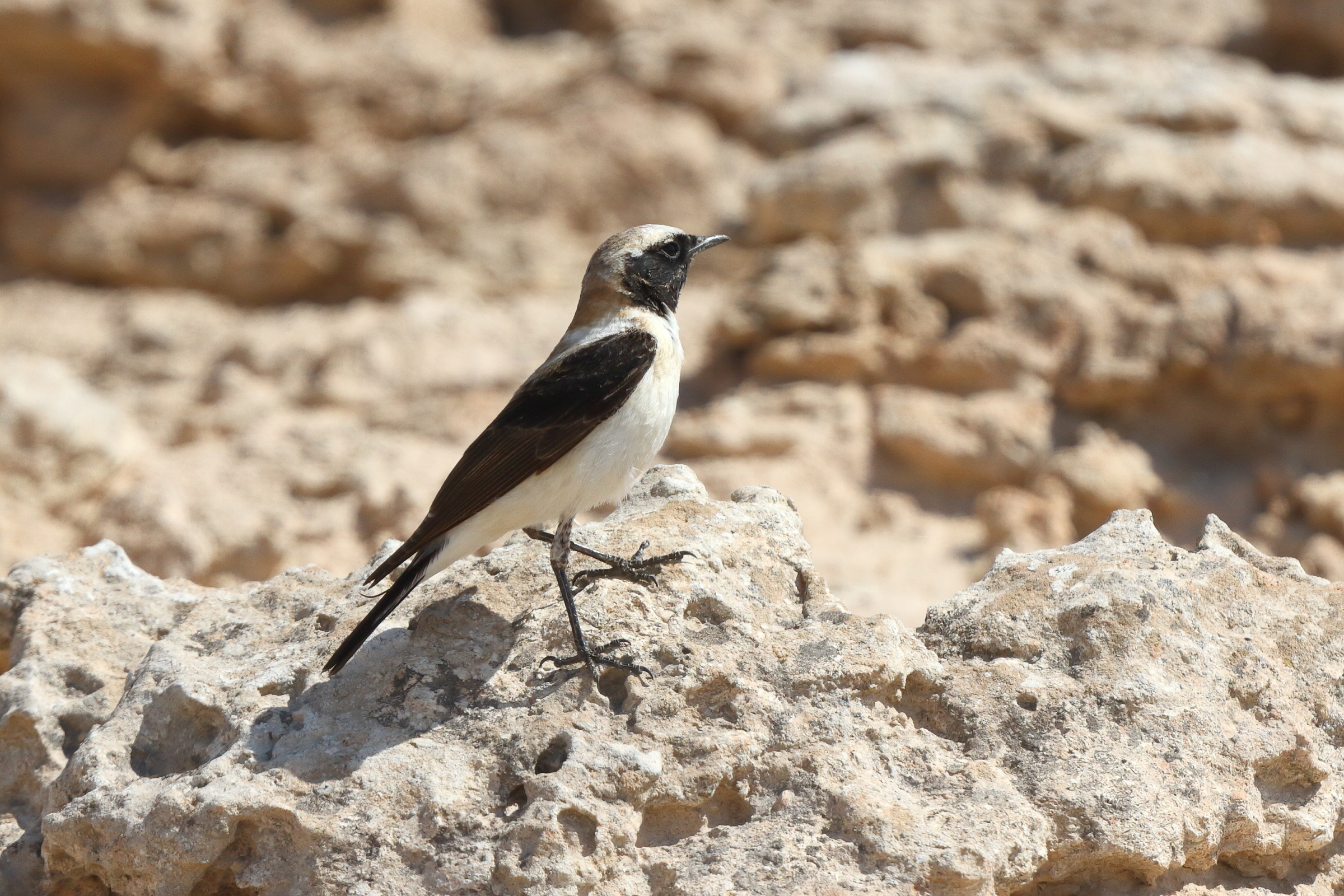Eastern Black-eared Wheatear. Qatar, 17 March 2014 © Neil G. Morris.