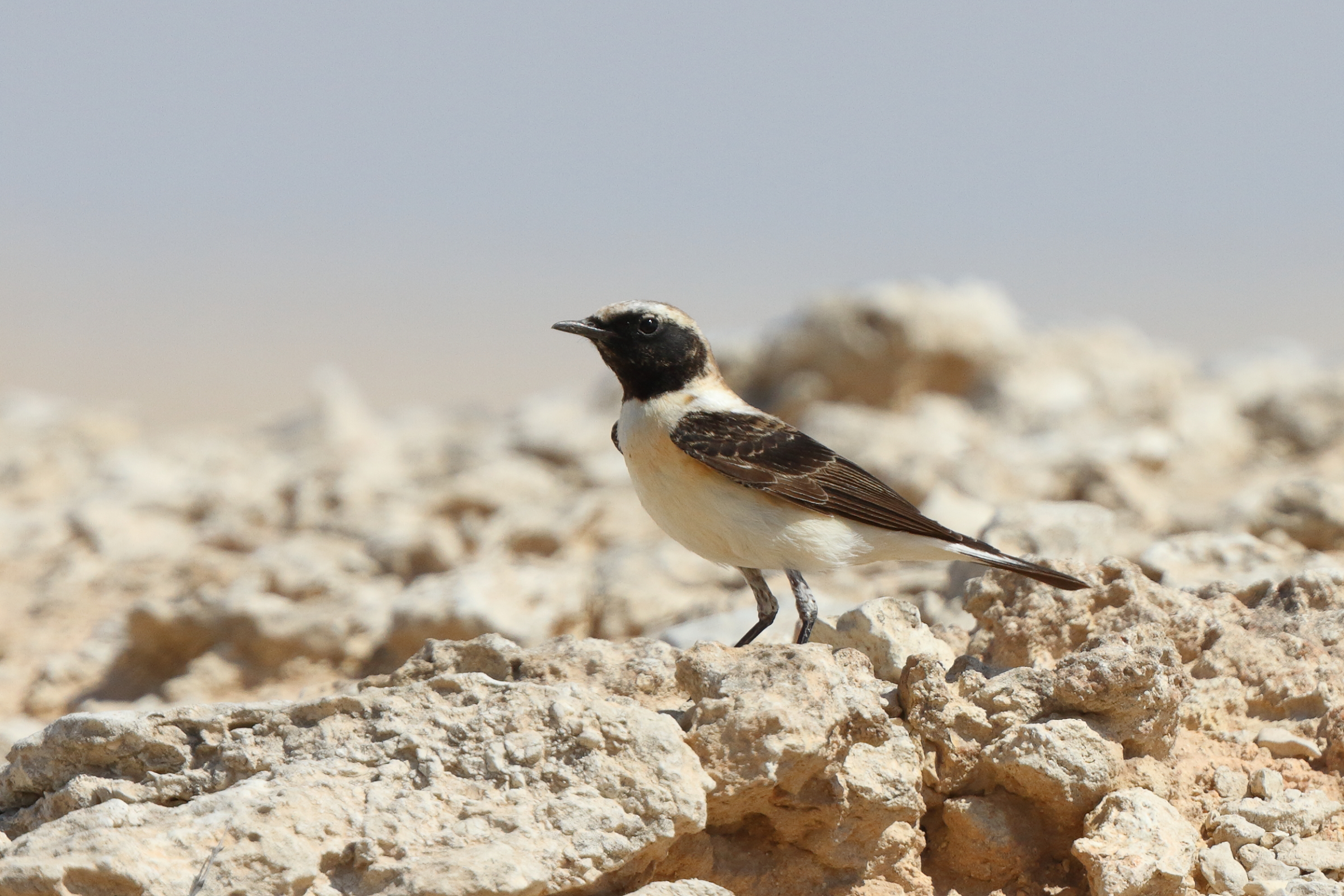 Eastern Black-eared Wheatear. Qatar, 17 March 2014 © Neil G. Morris.