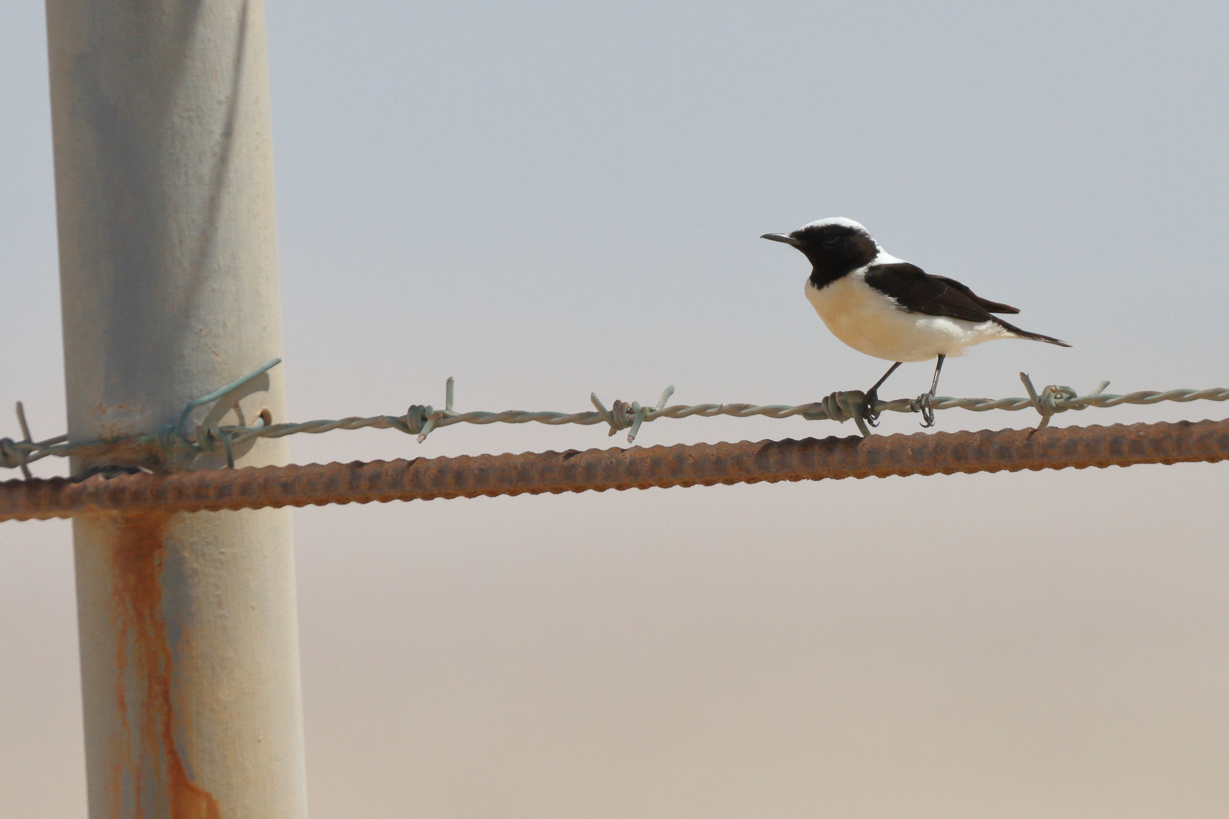 Eastern Black-eared Wheatear. Qatar, 17 March 2014 © Neil G. Morris.