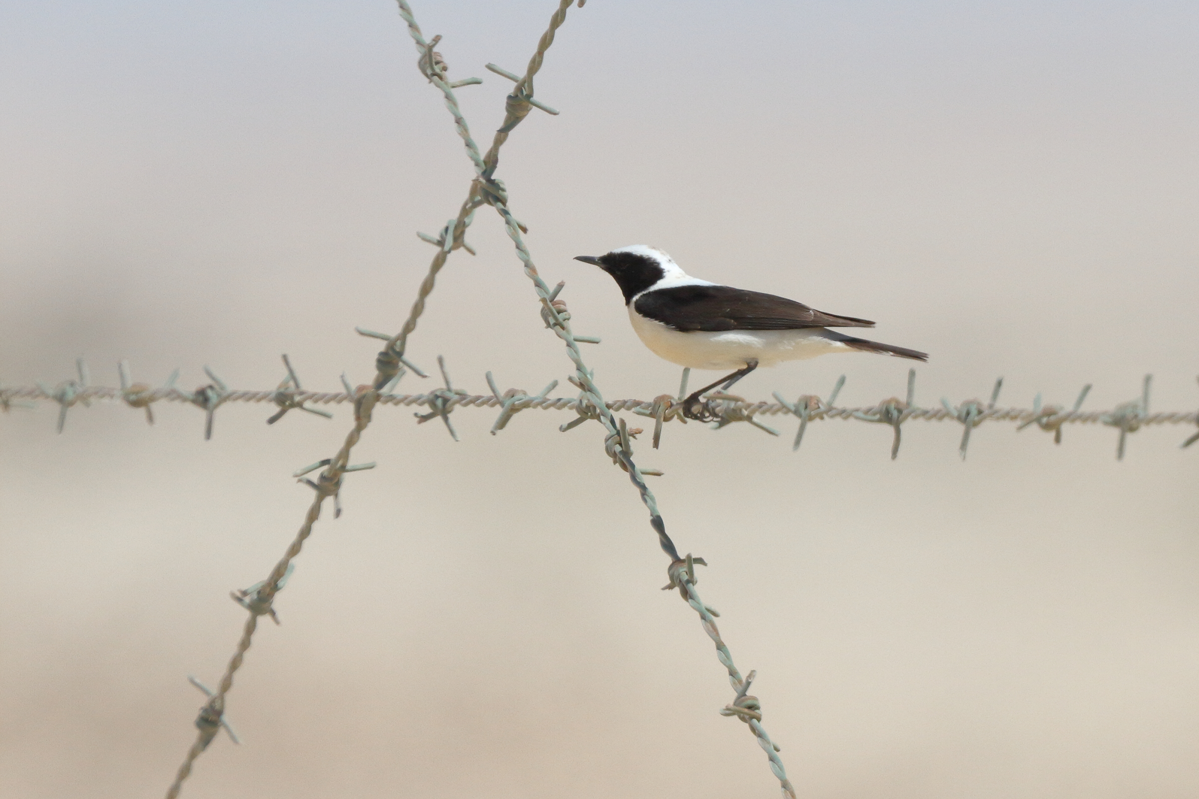 Eastern Black-eared Wheatear. Qatar, 17 March 2014 © Neil G. Morris.