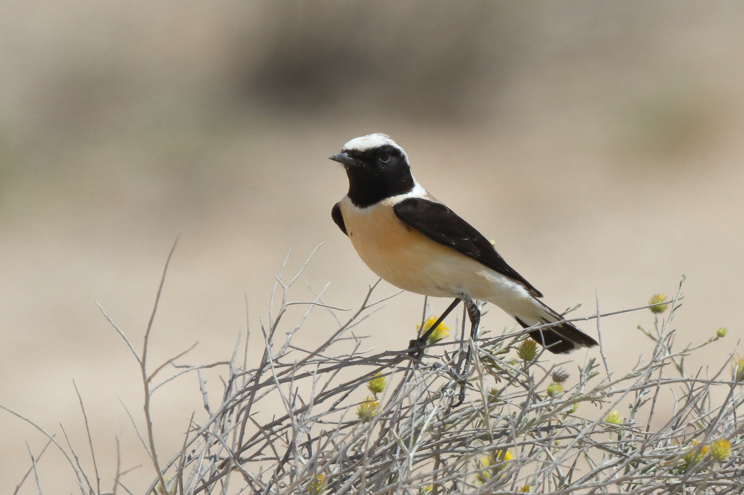 Eastern Black-eared Wheatear. Qatar, 17 March 2014 © Neil G. Morris.