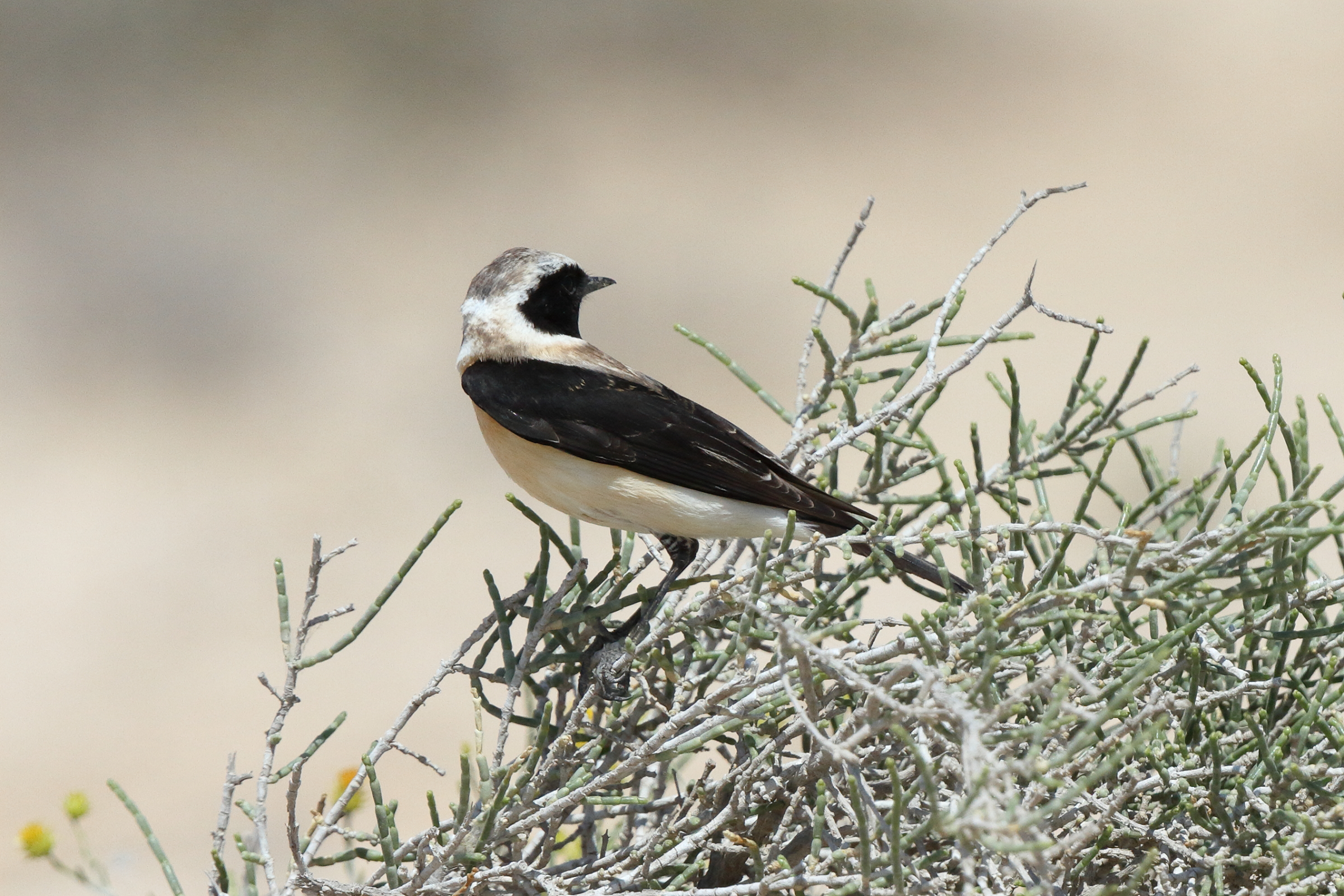 Eastern Black-eared Wheatear. Qatar, 17 March 2014 © Neil G. Morris.