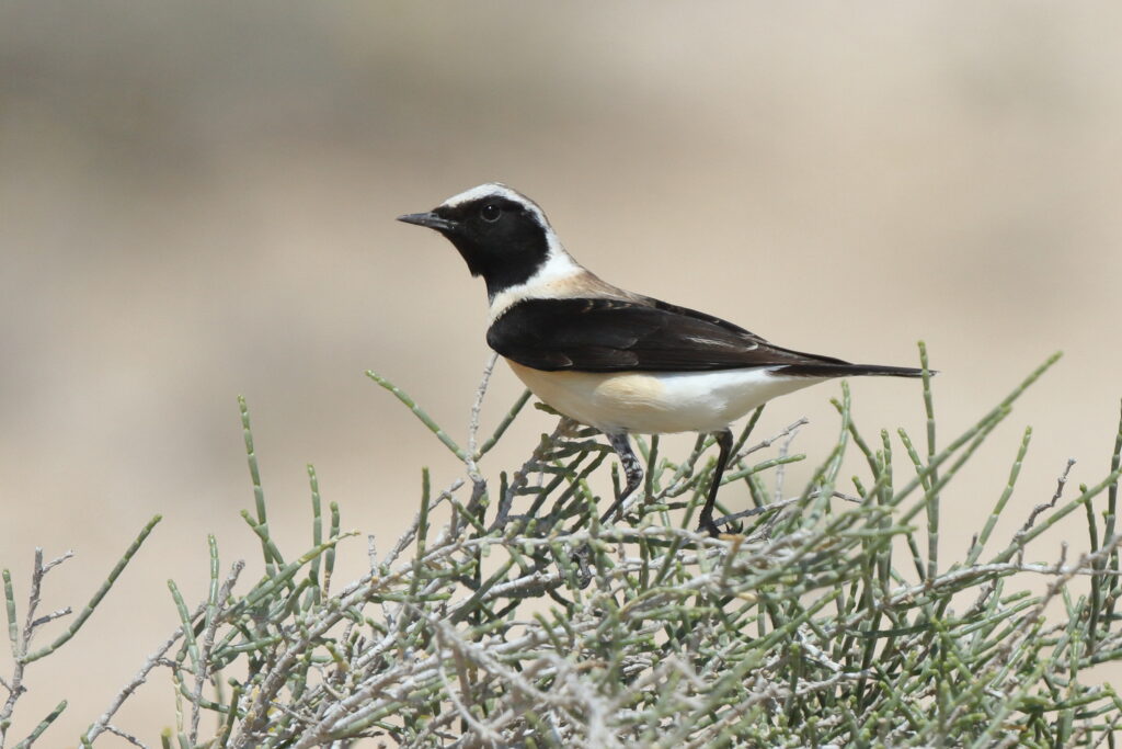 Eastern Black-eared Wheatear. Qatar, 17 March 2014 © Neil G. Morris.