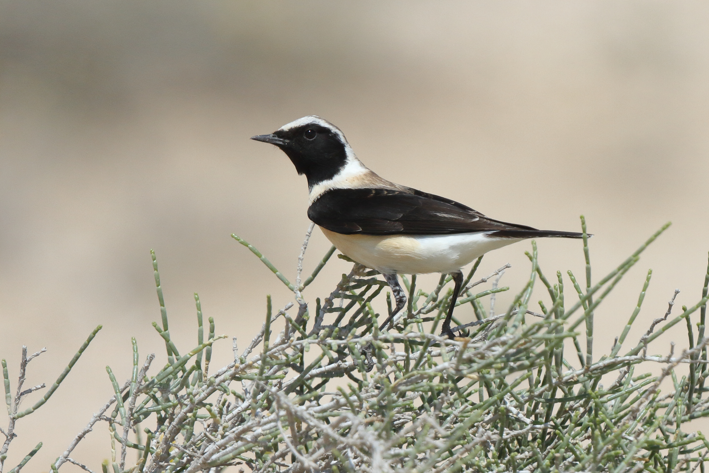 Eastern Black-eared Wheatear. Qatar, 17 March 2014 © Neil G. Morris.