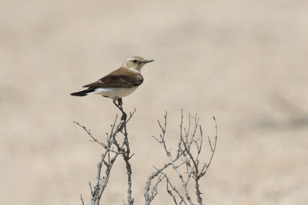 Eastern Black-eared Wheatear. Qatar, 23 March 2014 © Neil G. Morris.