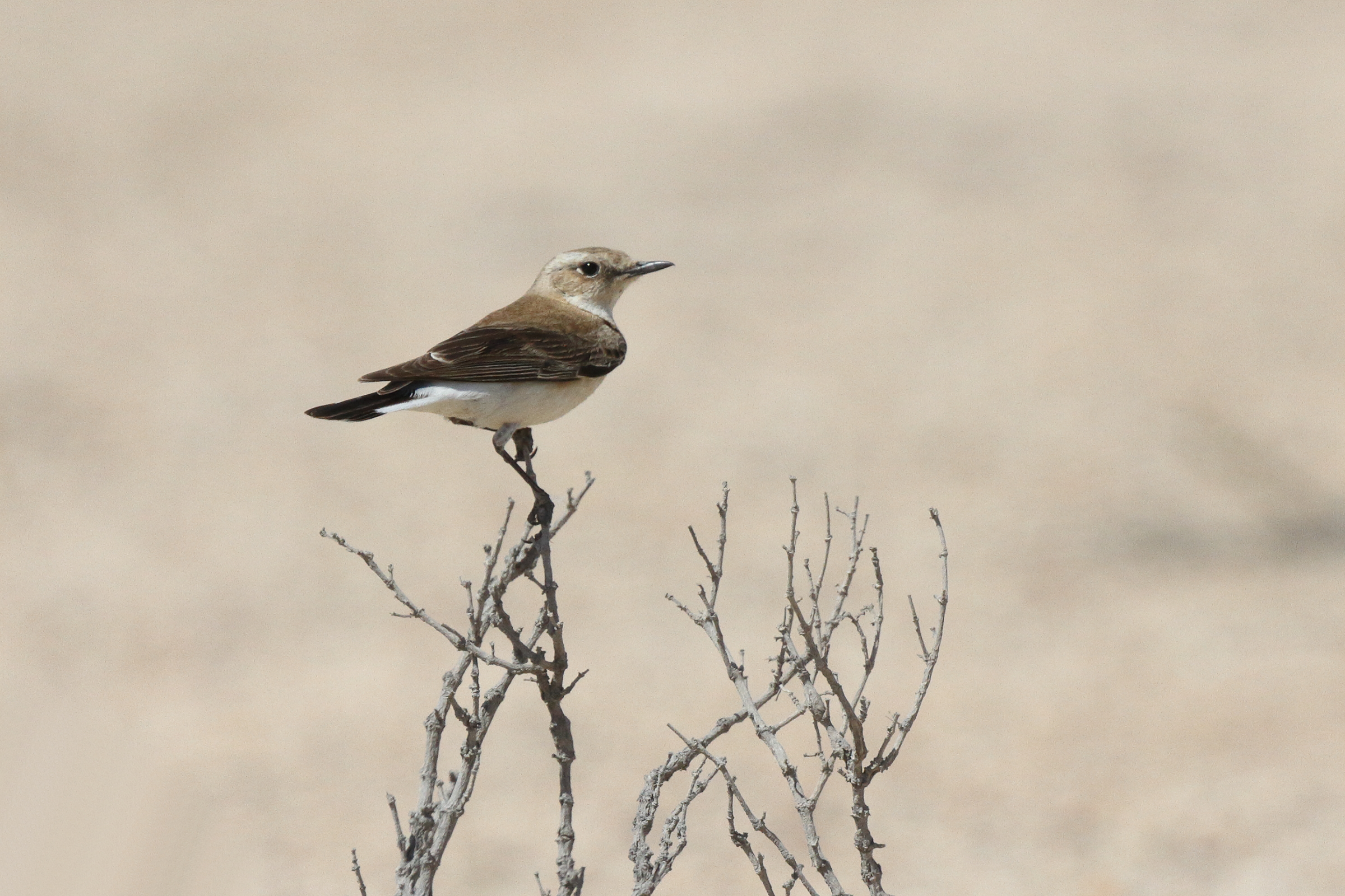 Eastern Black-eared Wheatear. Qatar, 23 March 2014 © Neil G. Morris.