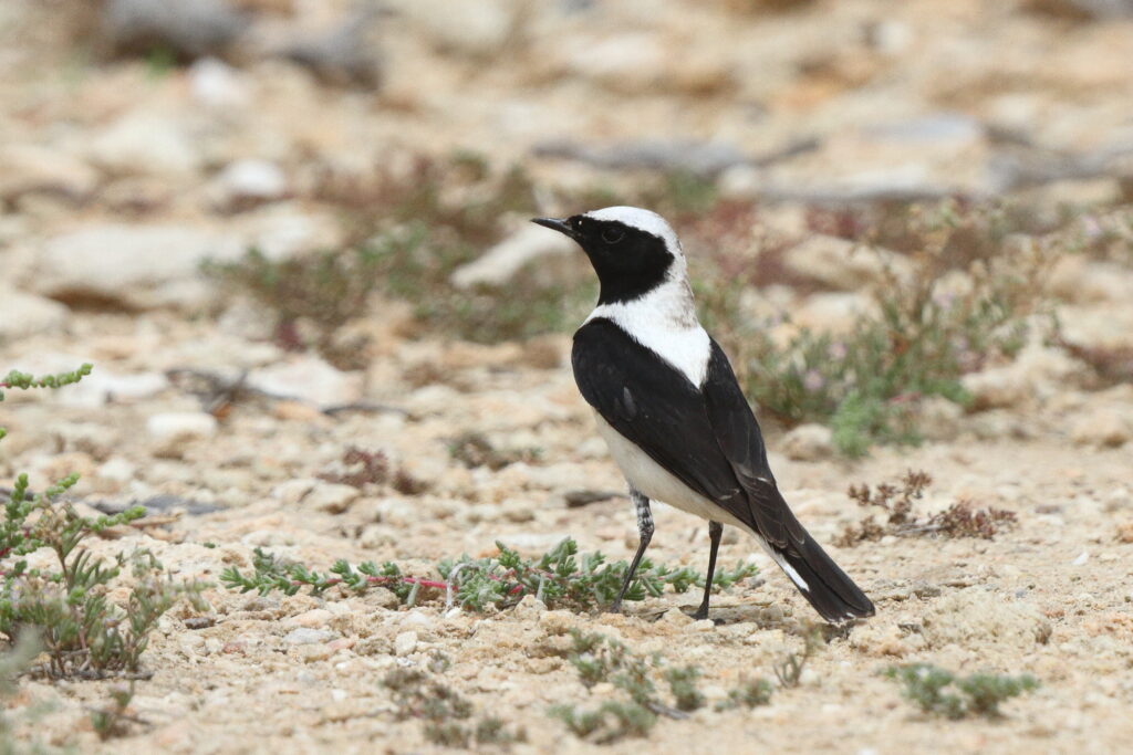 Eastern Black-eared Wheatear. Qatar, 03 April 2014 © Neil G. Morris.