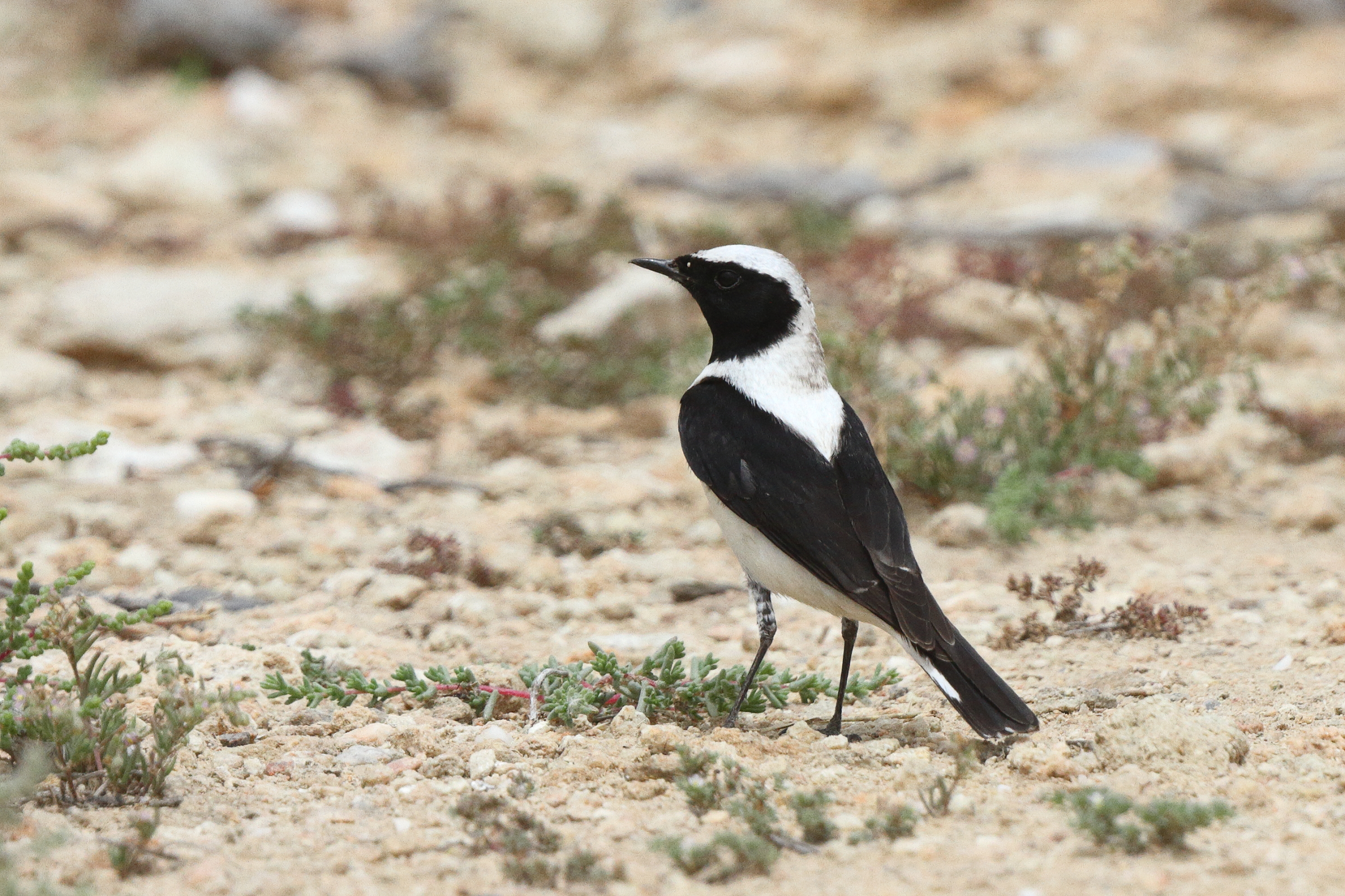 Eastern Black-eared Wheatear. Qatar, 03 April 2014 © Neil G. Morris.