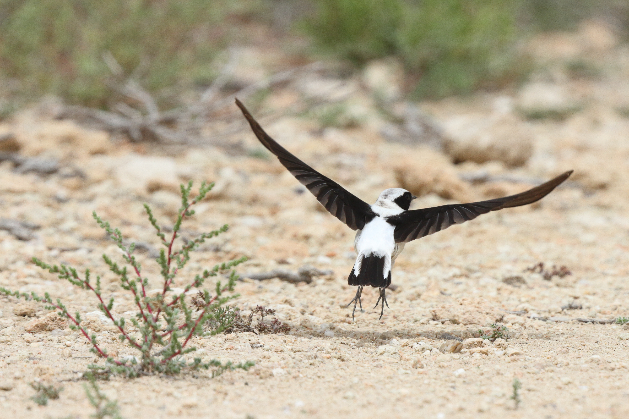 Eastern Black-eared Wheatear. Qatar, 03 April 2014 © Neil G. Morris.