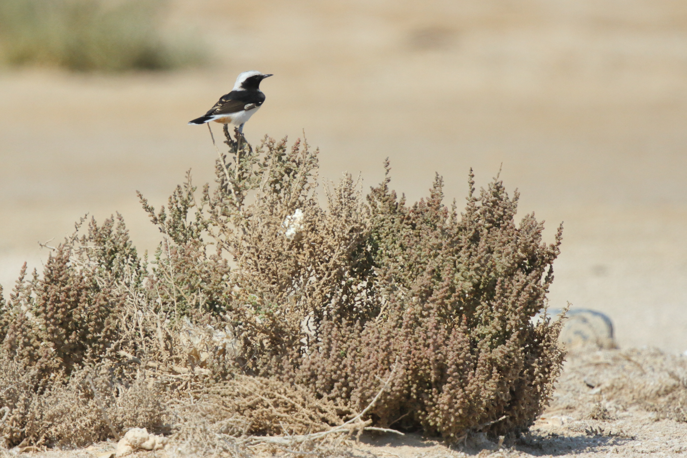 Eastern Mourning Wheatear. Qatar, 31 October 2012 © Neil G. Morris.