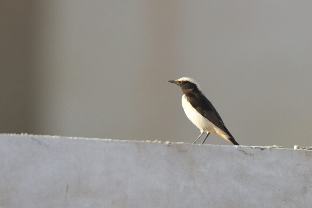 Eastern Mourning Wheatear. Qatar, 08 November 2012 © Neil G. Morris.