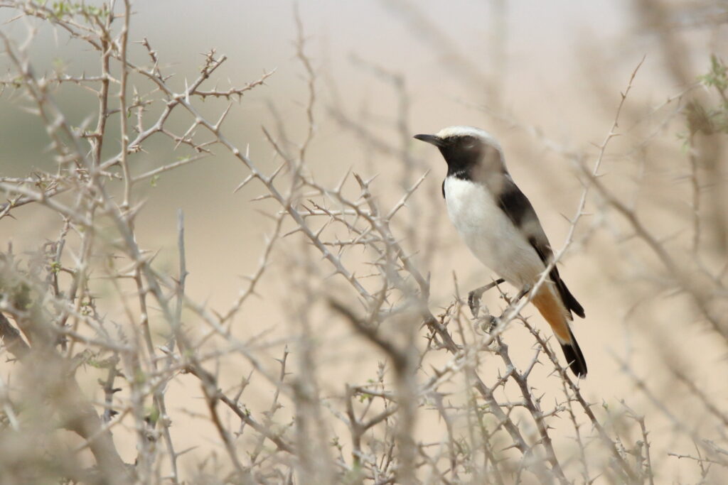 Eastern Mourning Wheatear. Qatar, 08 November 2012 © Neil G. Morris.