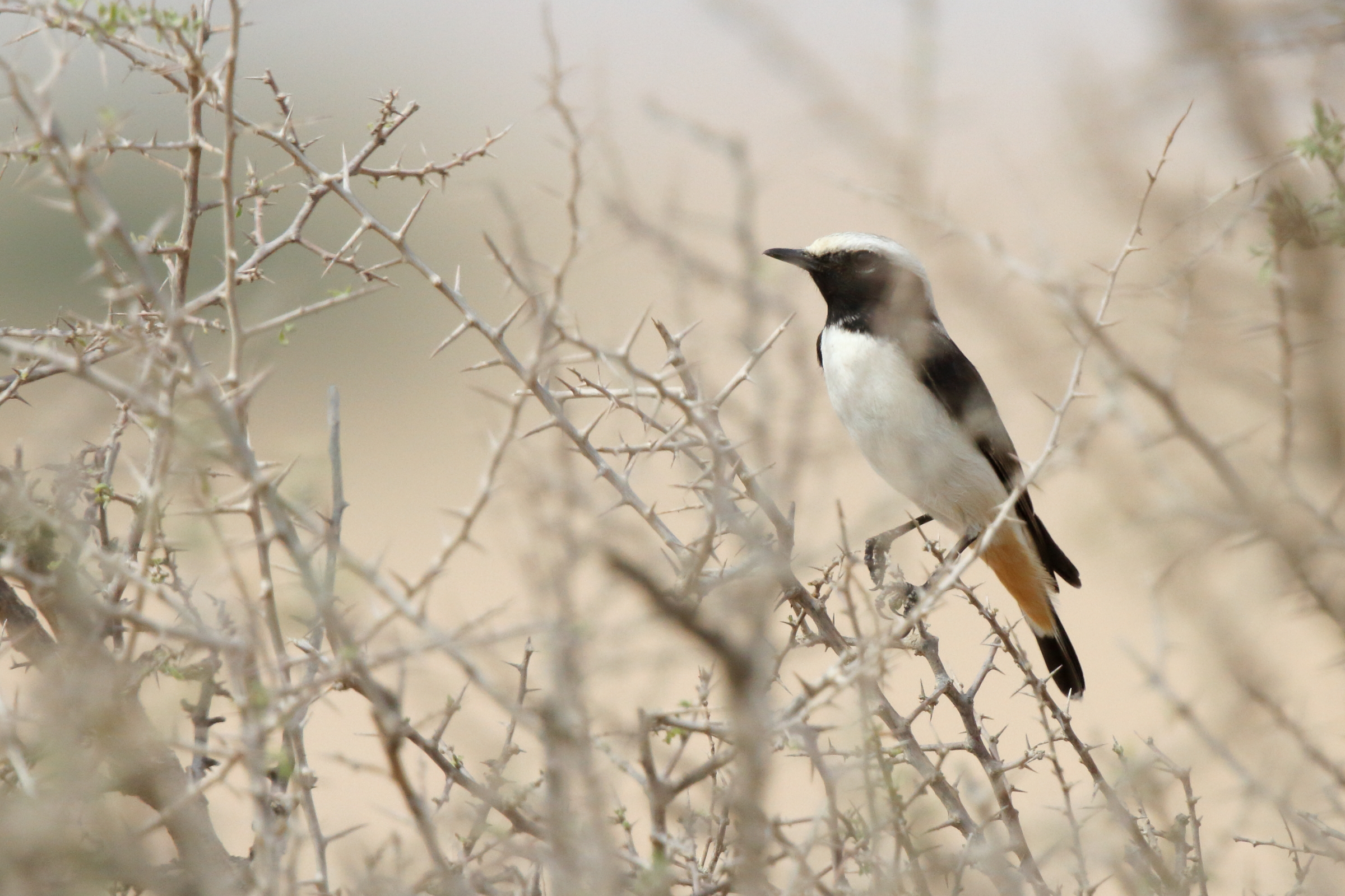 Eastern Mourning Wheatear. Qatar, 08 November 2012 © Neil G. Morris.