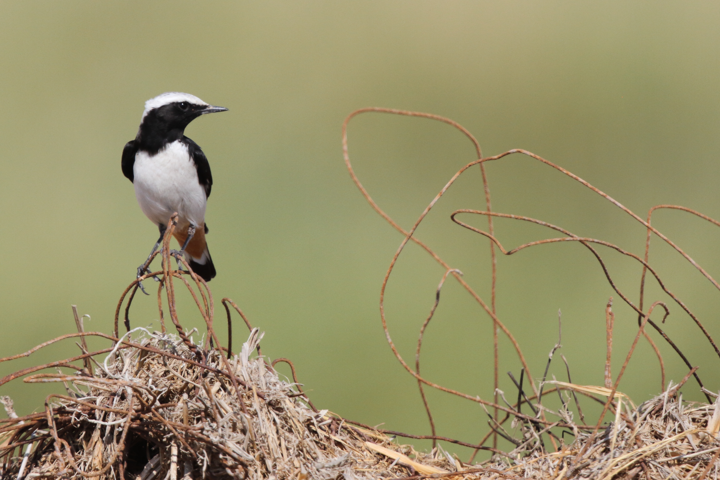 Eastern Mourning Wheatear. Qatar, 12 November 2012 © Neil G. Morris.