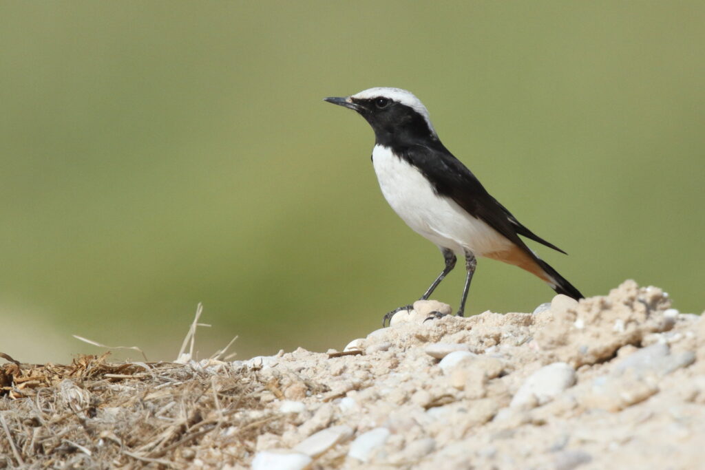 Eastern Mourning Wheatear. Qatar, 12 November 2012 © Neil G. Morris.