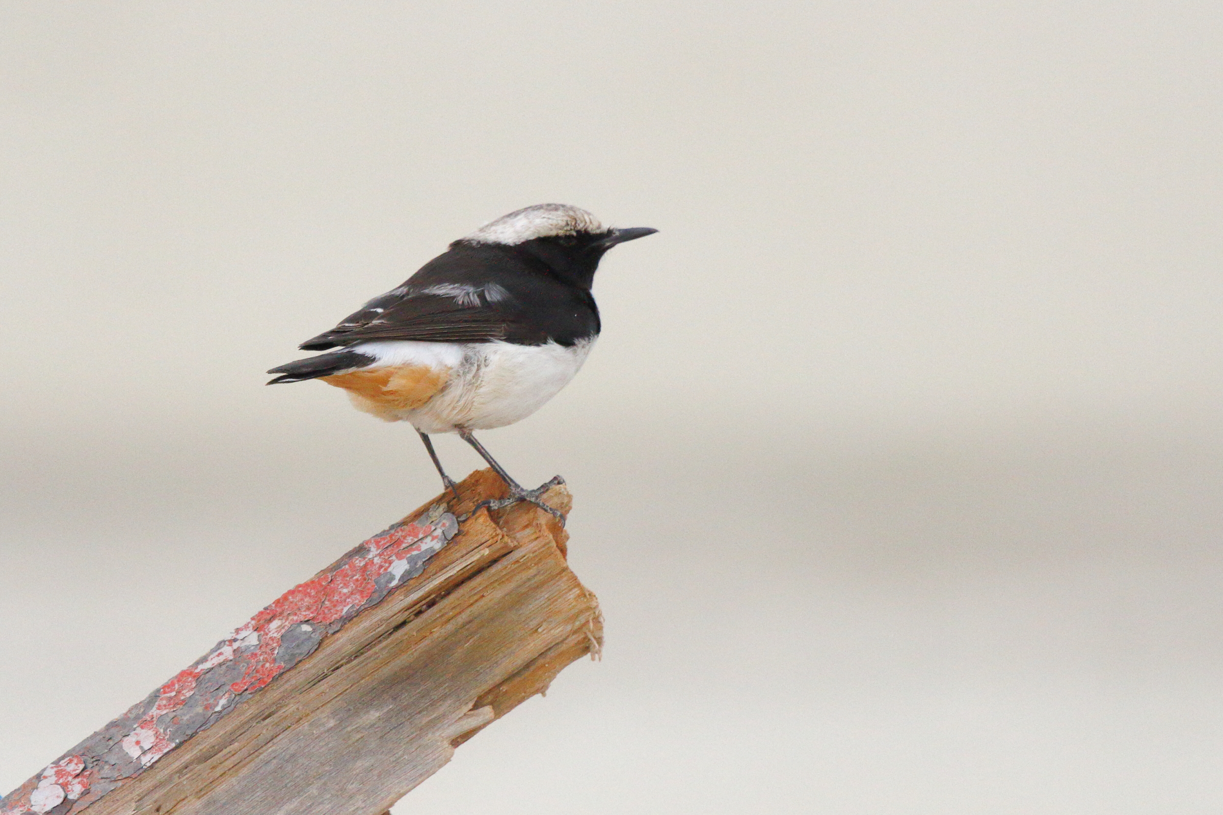 Eastern Mourning Wheatear. Qatar, 18 February 2013 © Neil G. Morris.