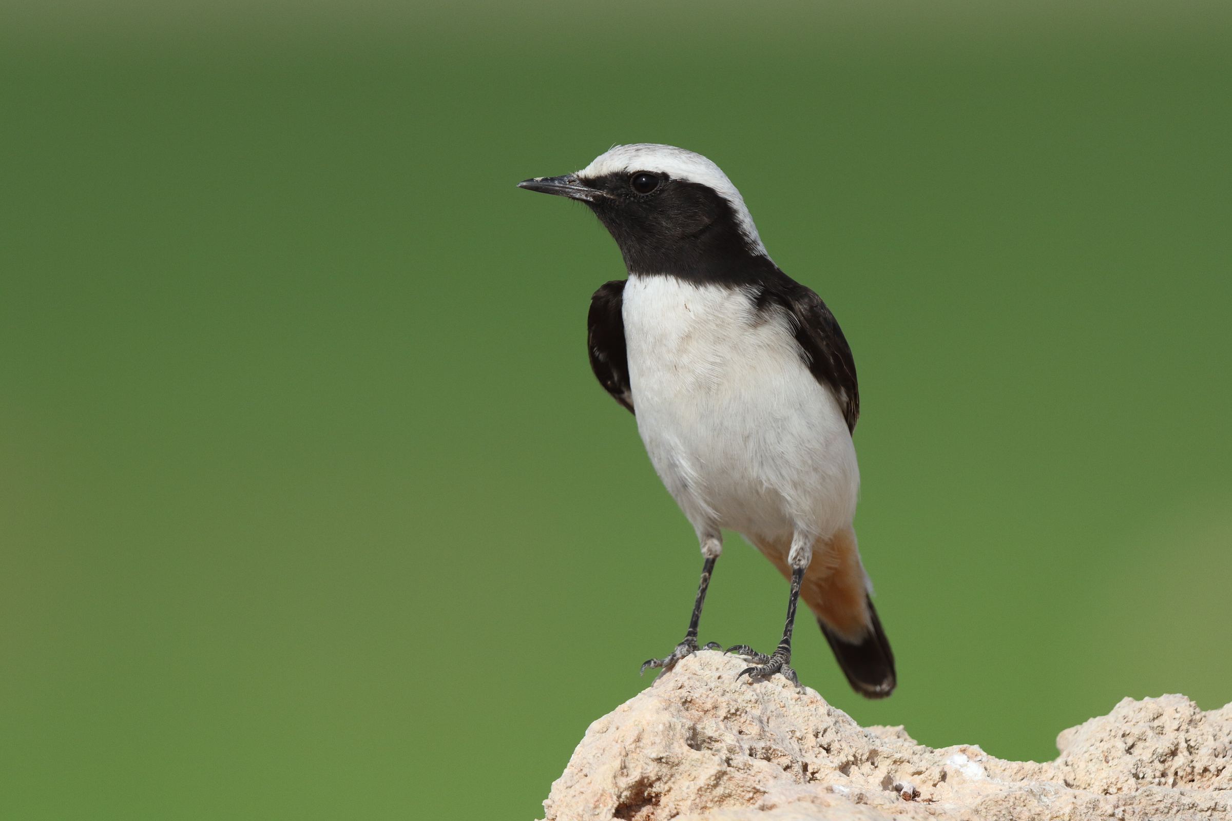 Eastern Mourning Wheatear. Qatar, 14 November 2013 © Neil G. Morris.