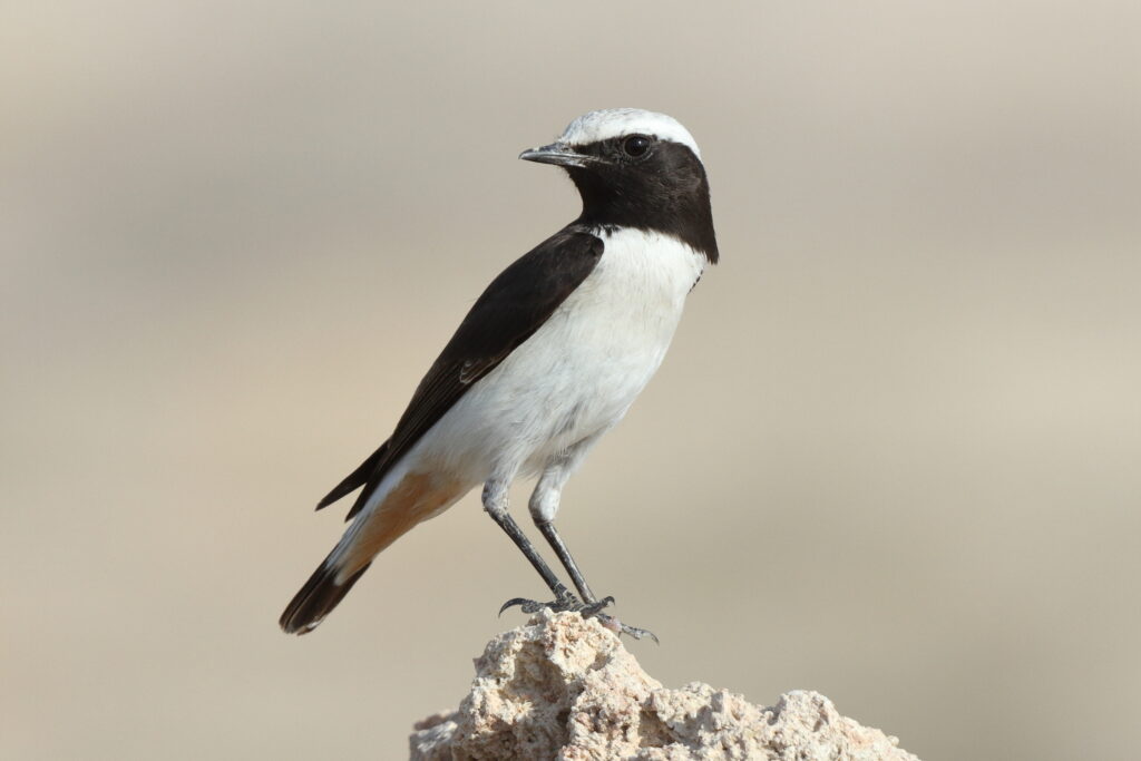 Eastern Mourning Wheatear. Qatar, 14 November 2013 © Neil G. Morris.