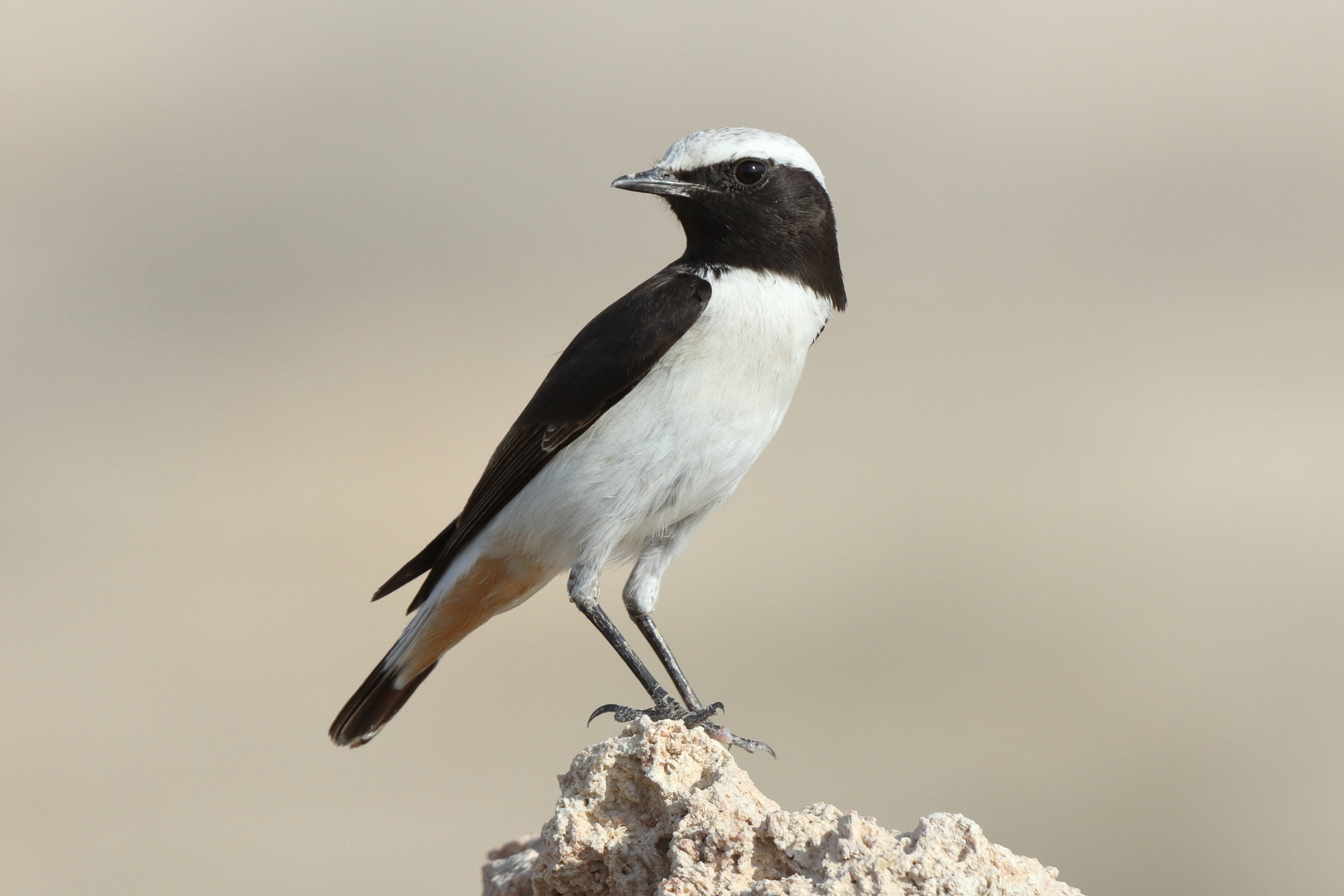Eastern Mourning Wheatear. Qatar, 14 November 2013 © Neil G. Morris.