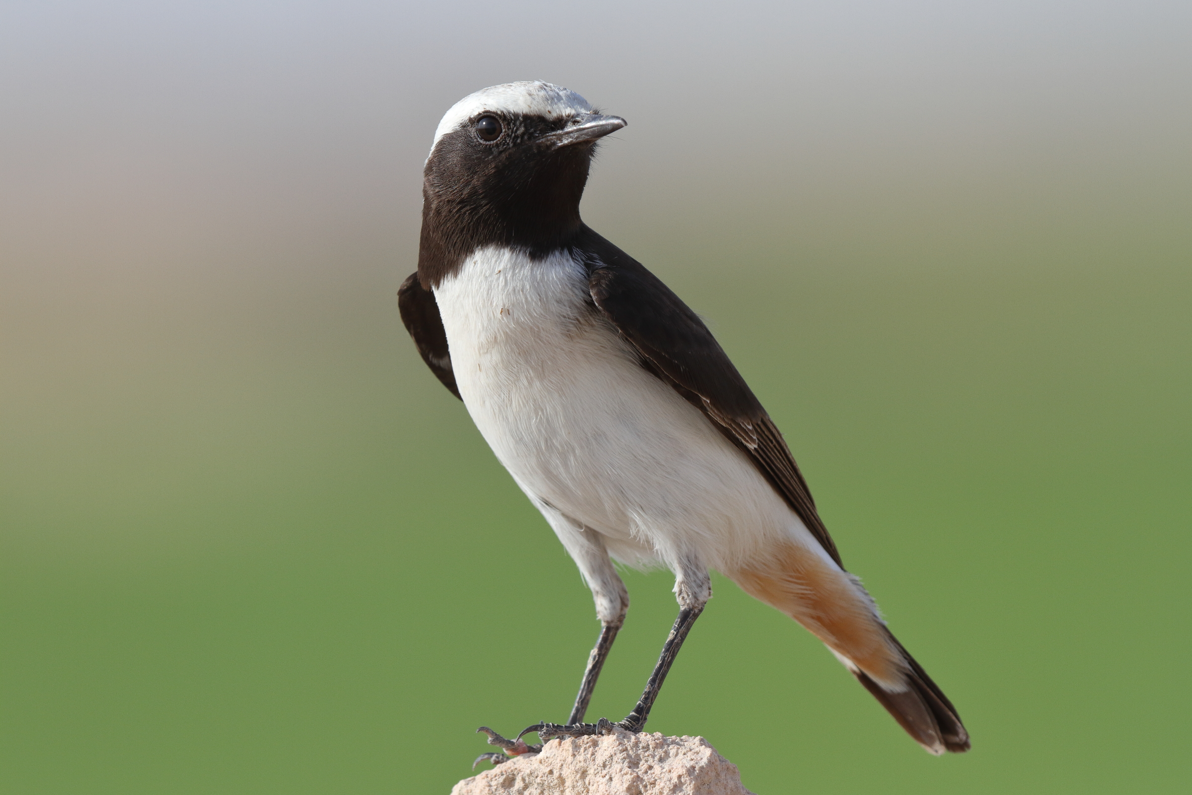Eastern Mourning Wheatear. Qatar, 14 November 2013 © Neil G. Morris.